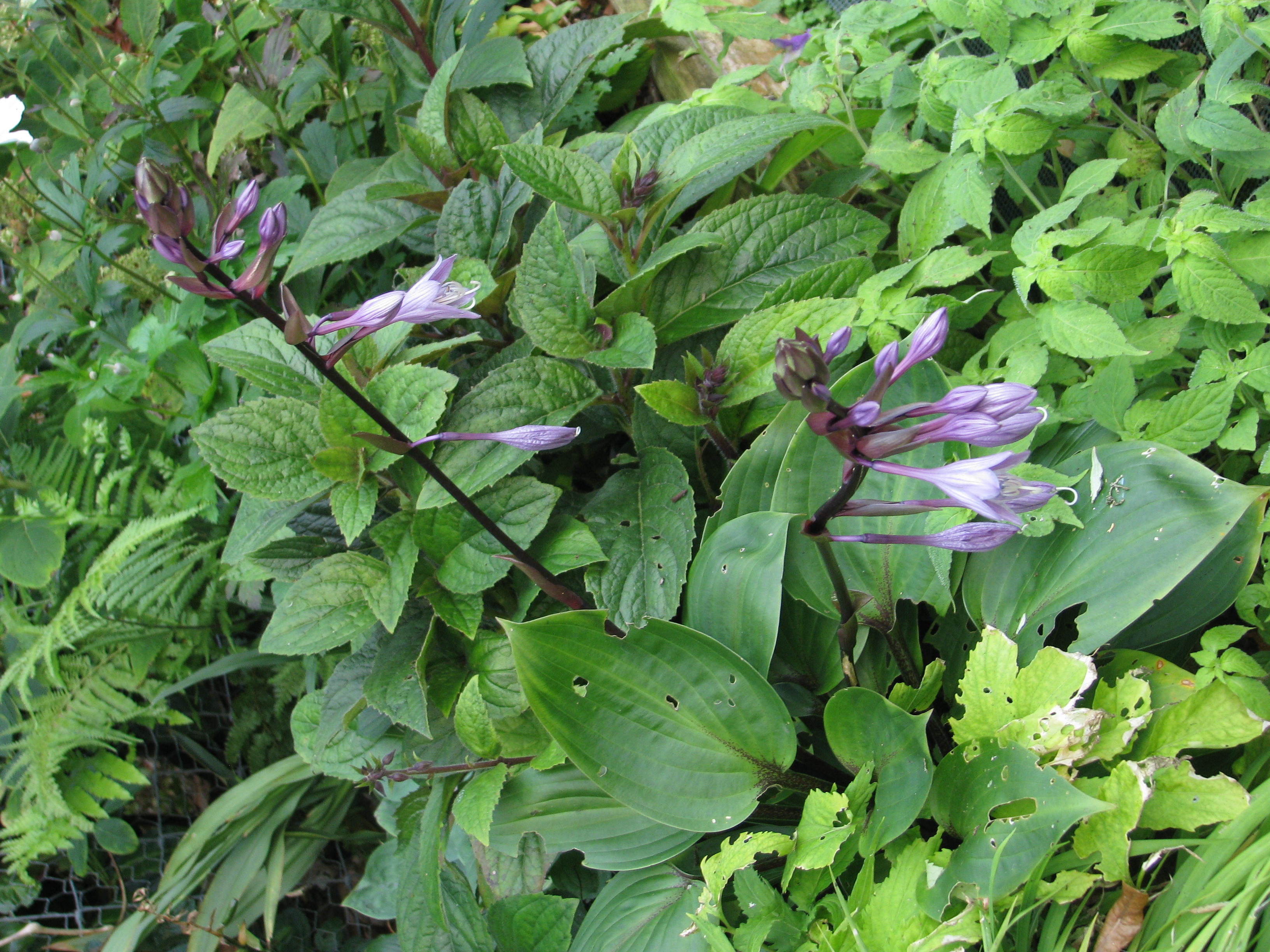 Hosta 'Heart of Hearts'