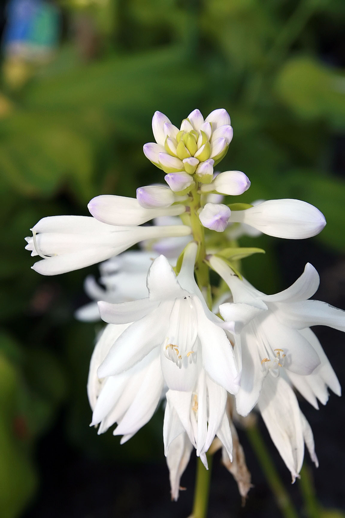 Hosta 'Hoosier Harmony'