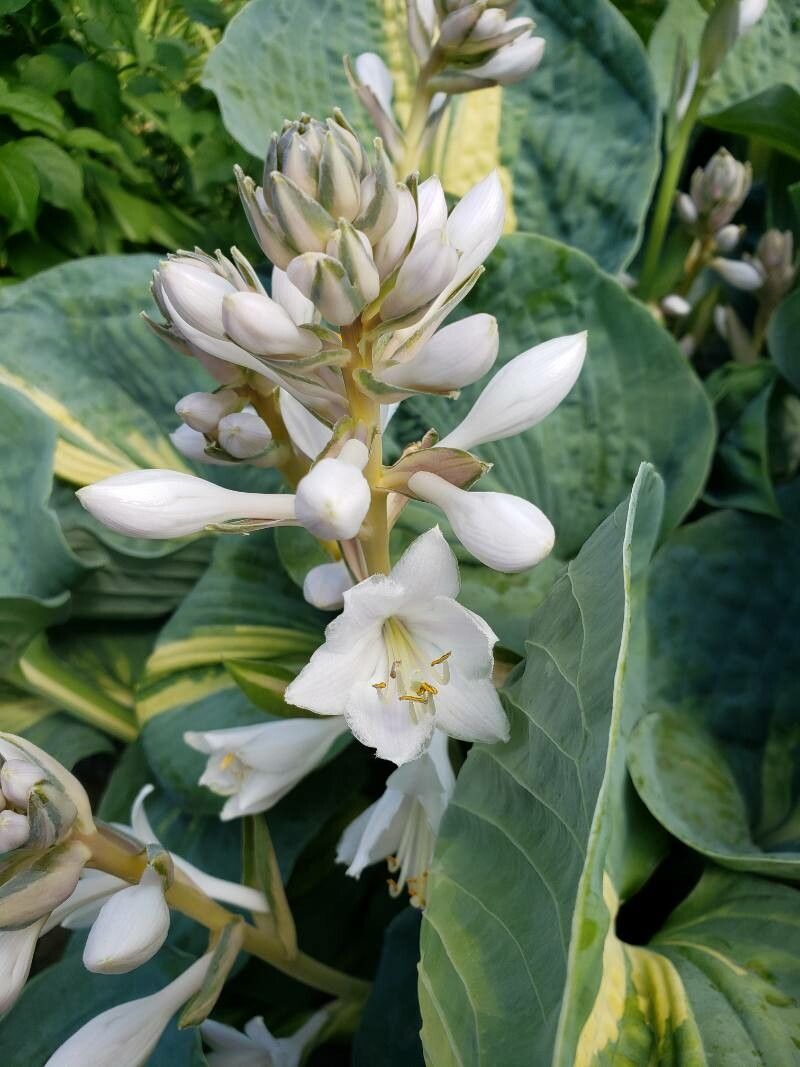 Photograph of Hosta 'Hudson Bay'