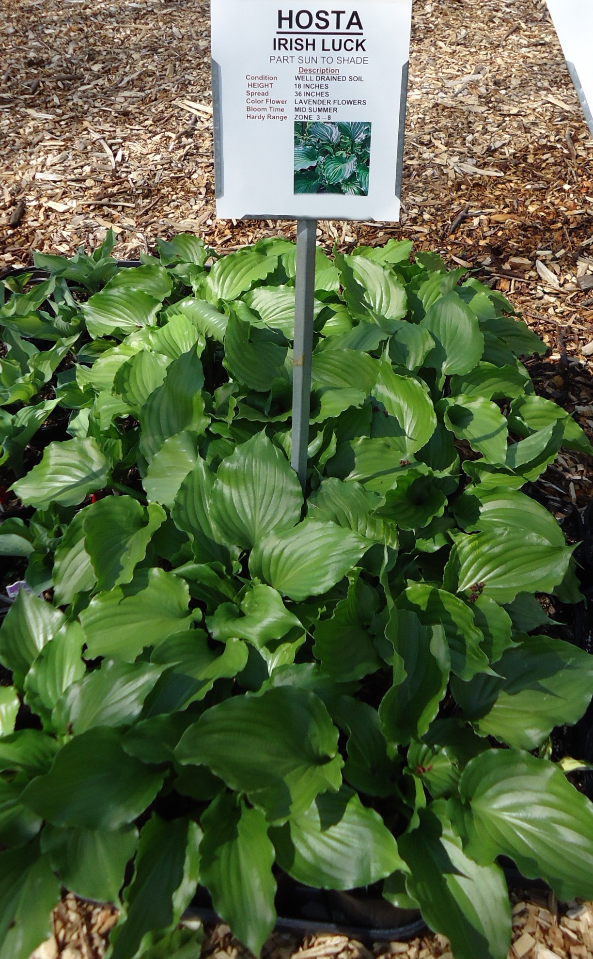 Photograph of Hosta 'Irish Luck'