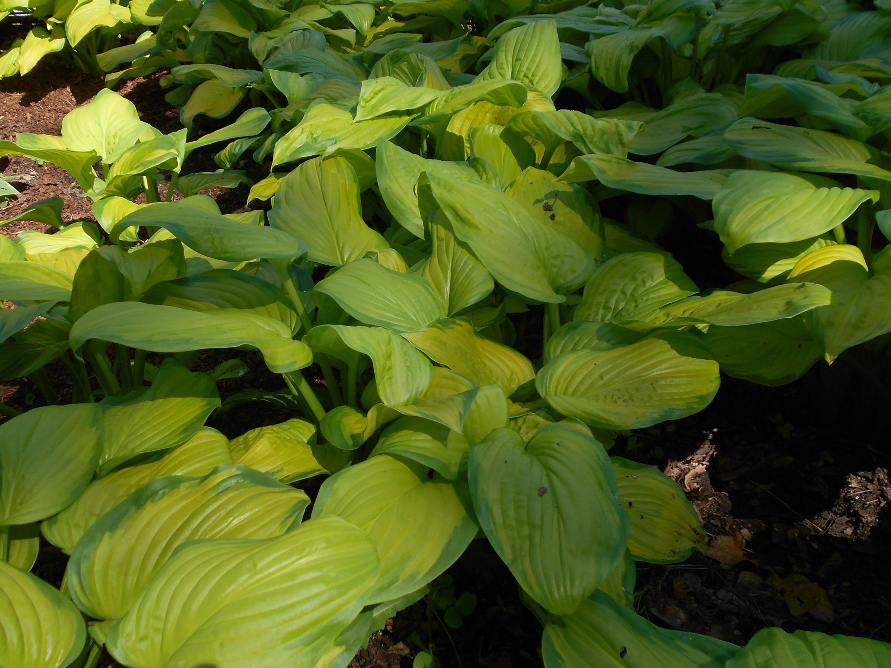 Photograph of Hosta 'Island Charm'