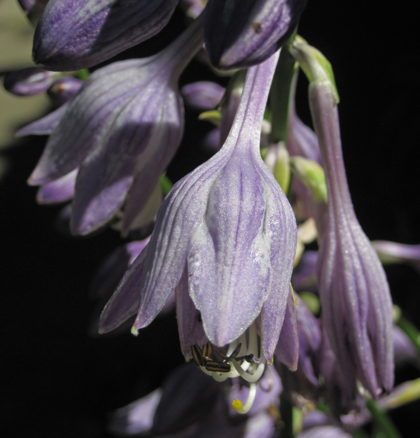 Photograph of Hosta 'It Rocks'