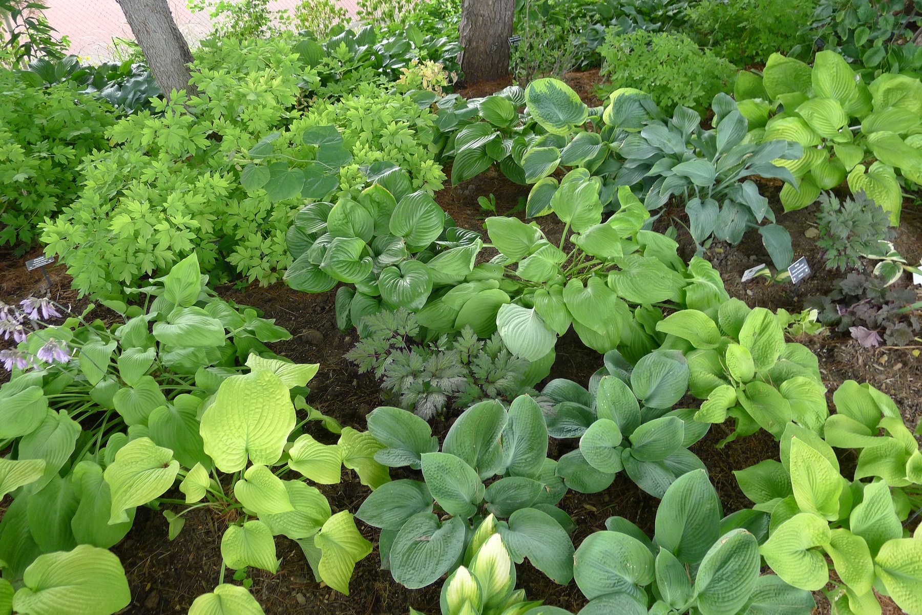 Photograph of Hosta 'James Madison'