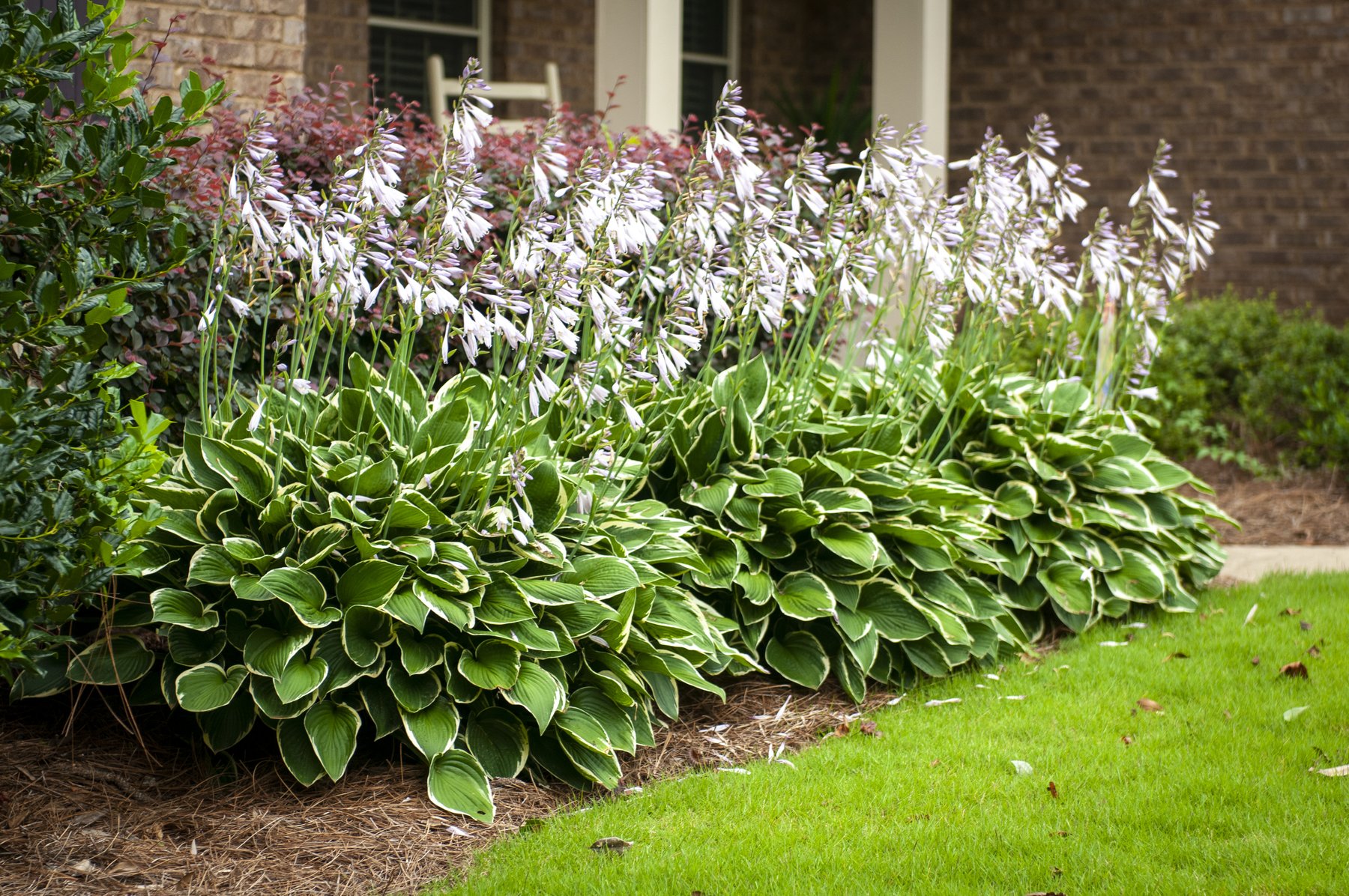 Hosta 'Janet'