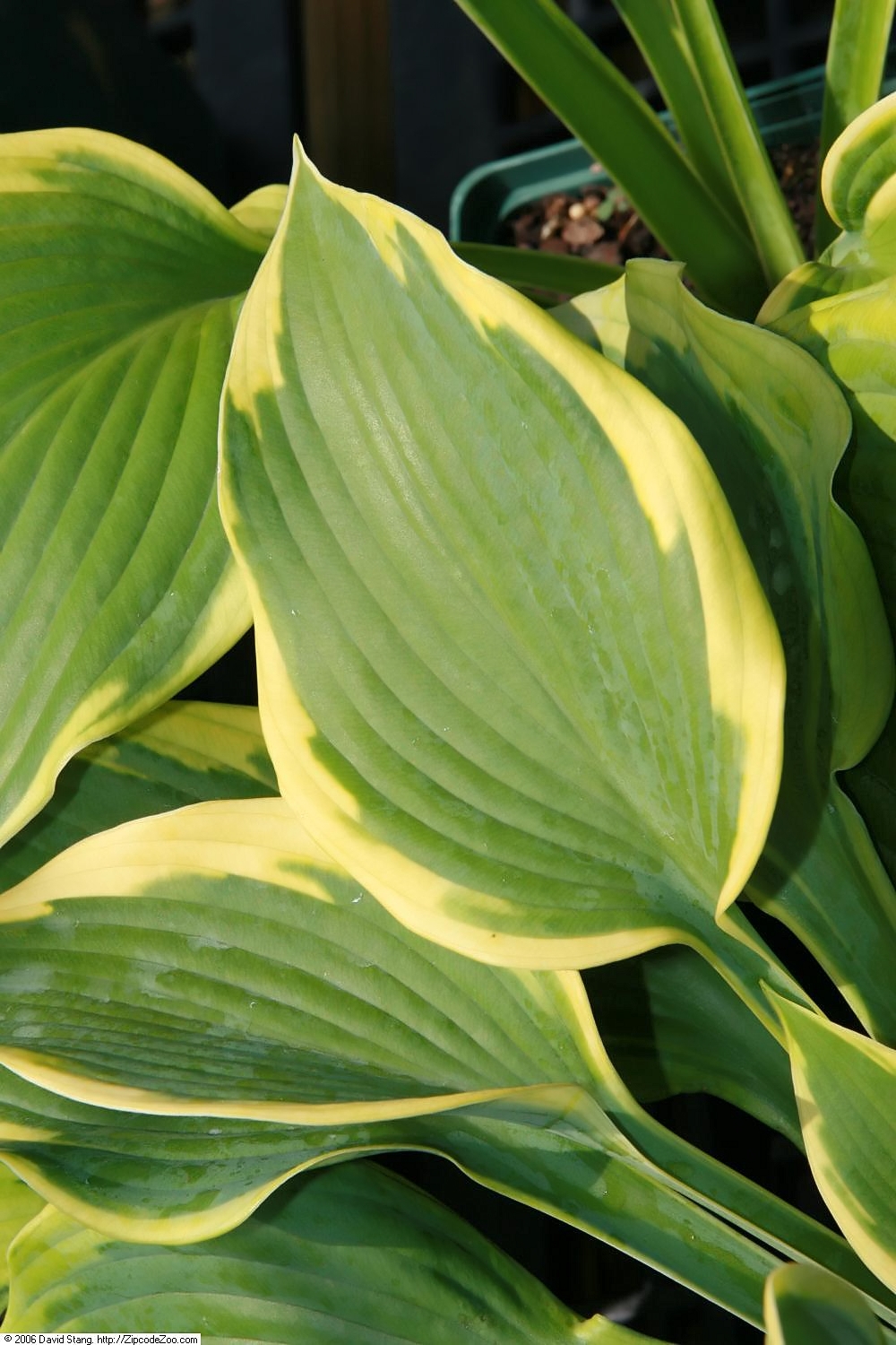 Hosta 'Jewel of the Nile'