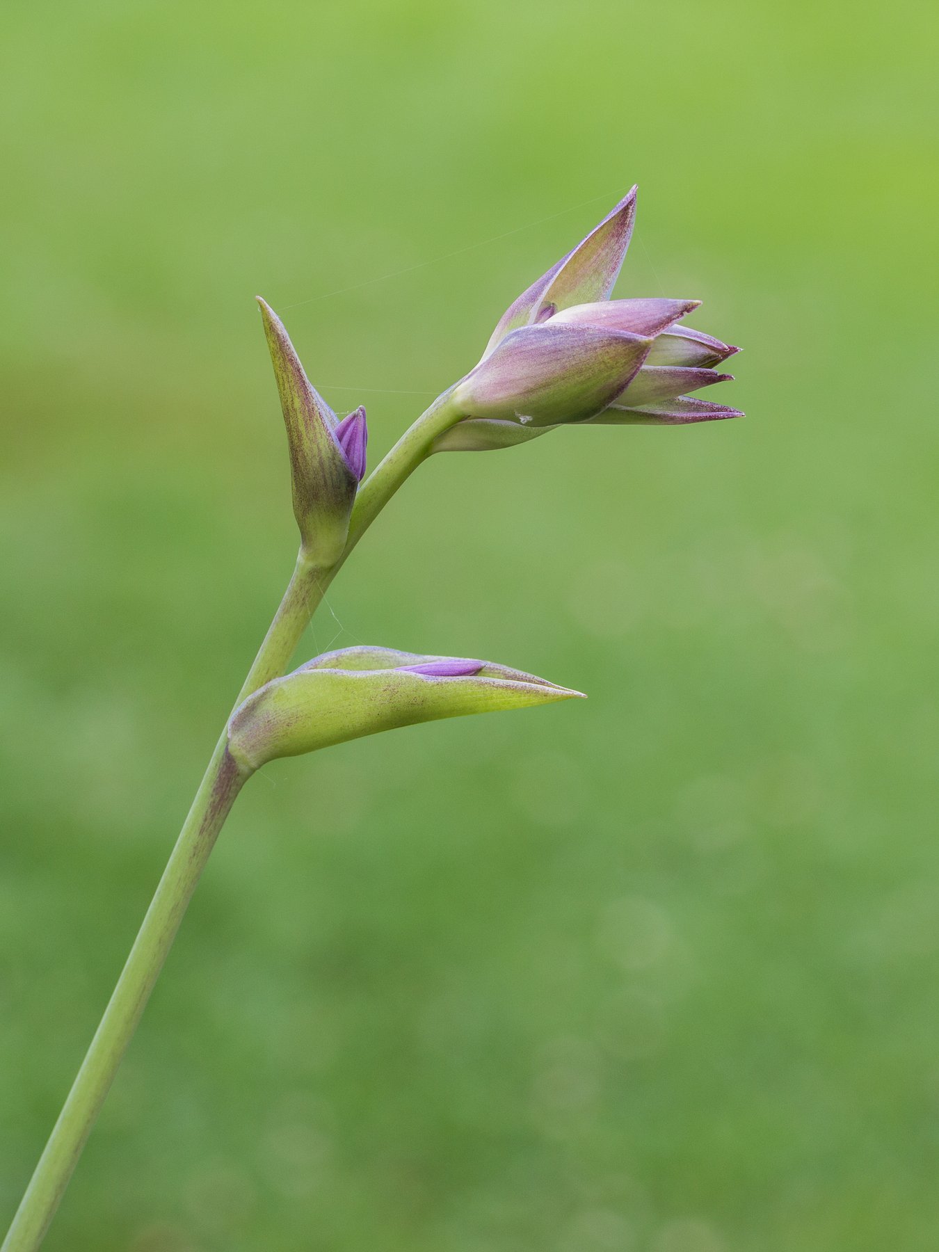 Hosta 'Johanne'