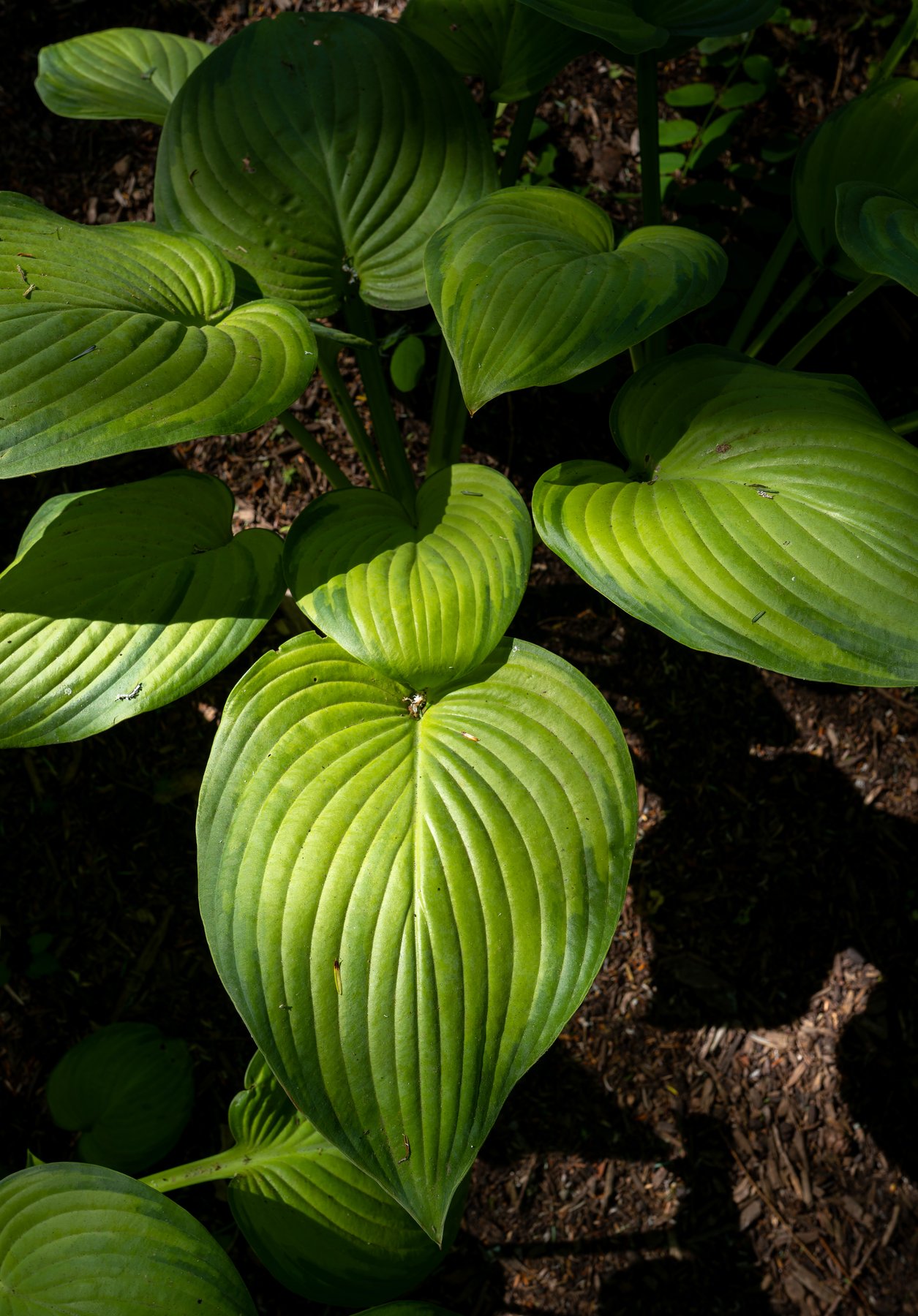 Hosta 'Jules'