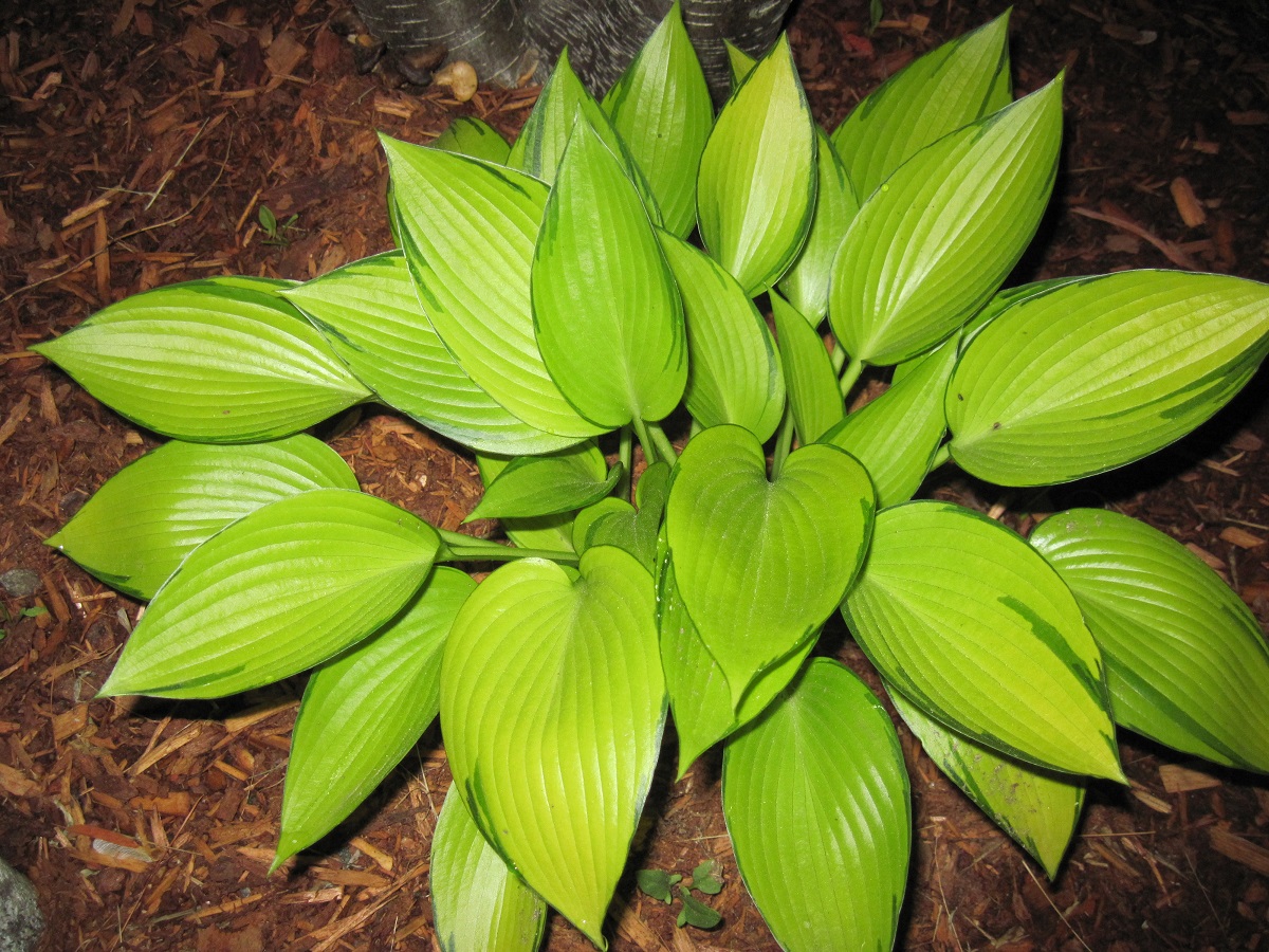 Photograph of Hosta 'June Fever'