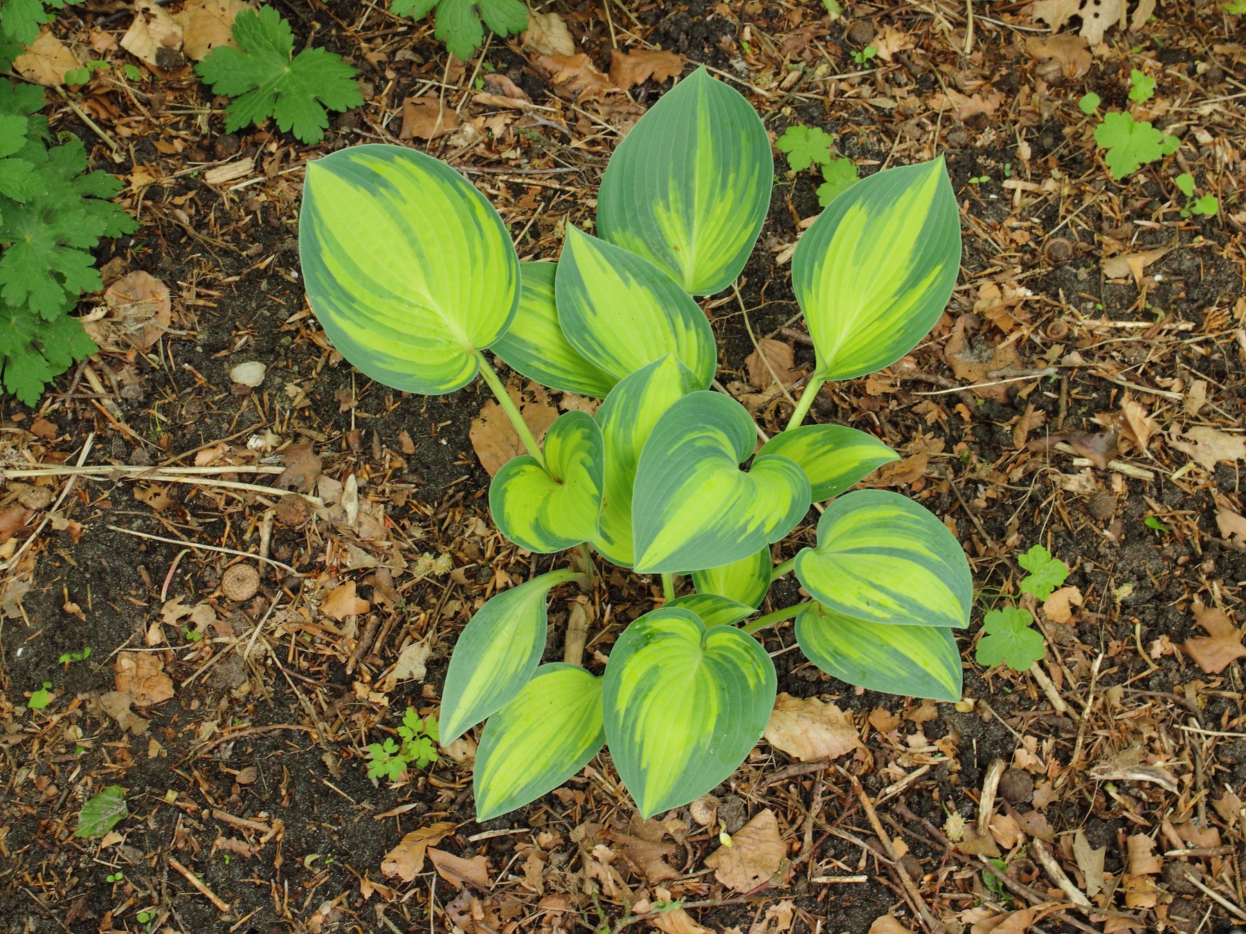 Hosta 'June'
