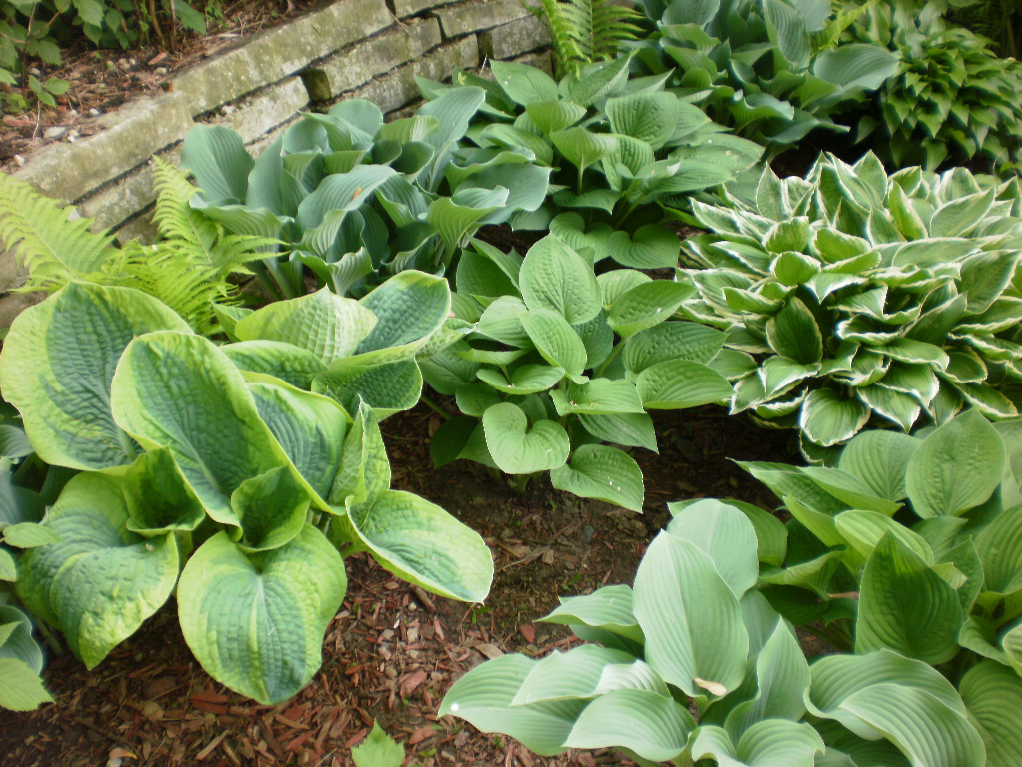 Photograph of Hosta 'Karin'