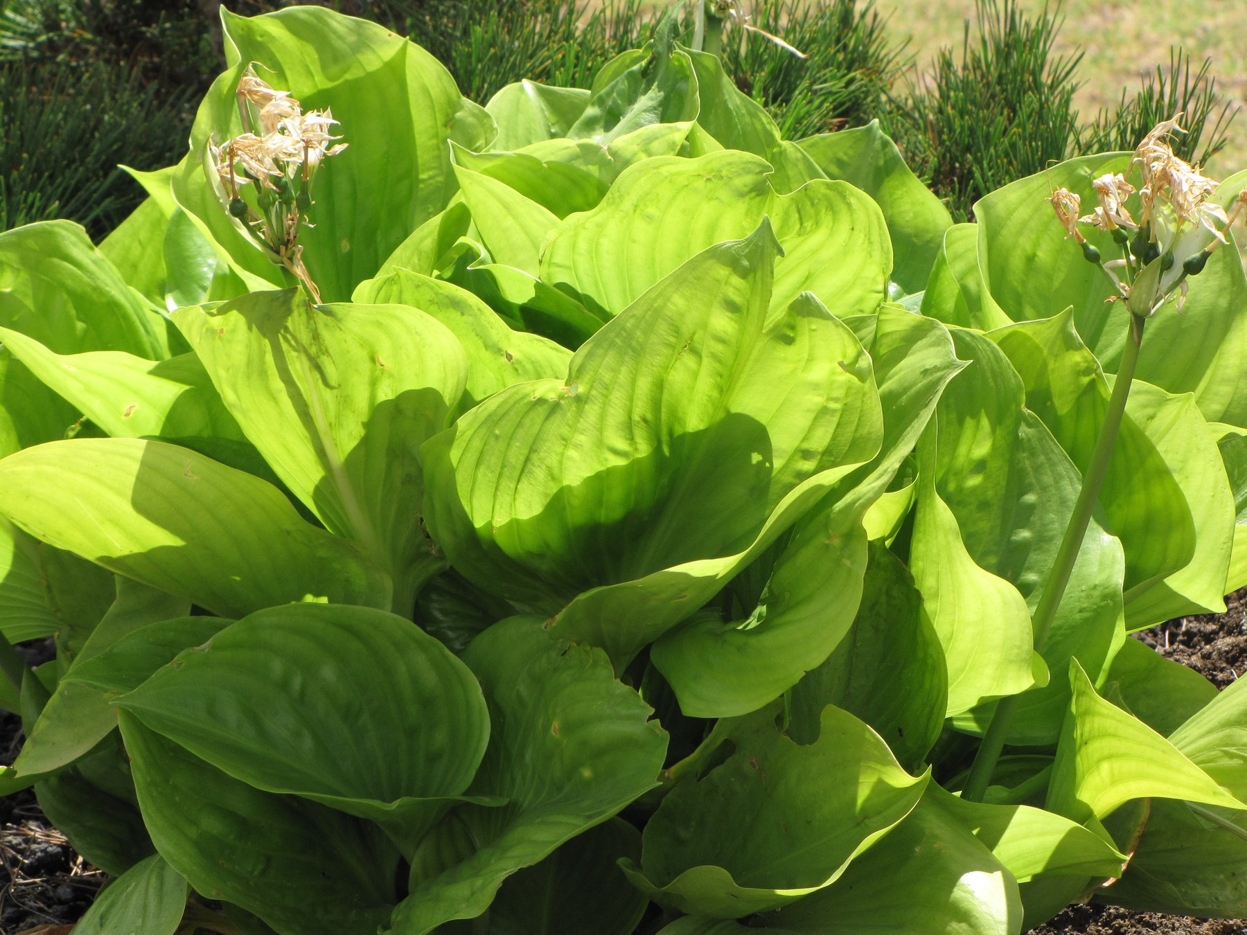 Photograph of Hosta 'Kim'
