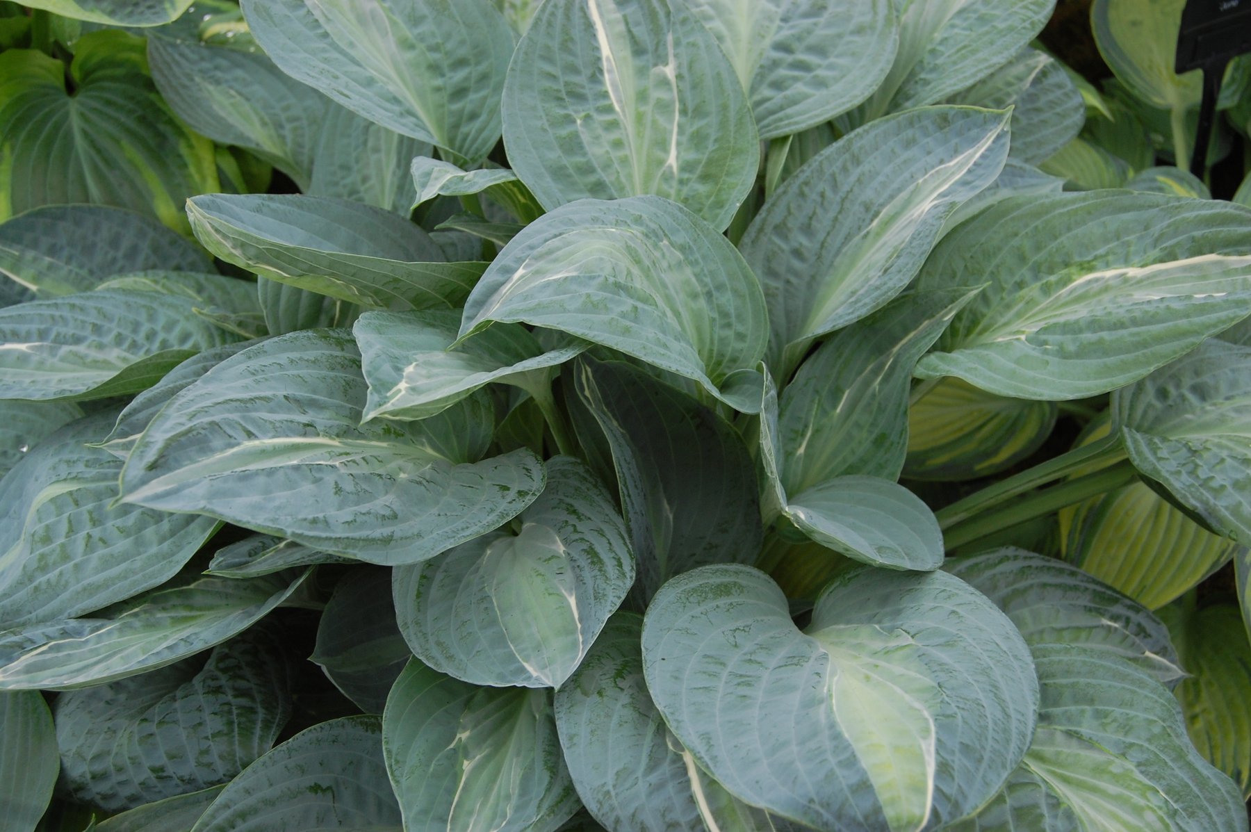 Photograph of Hosta 'Kiwi Full Monty'