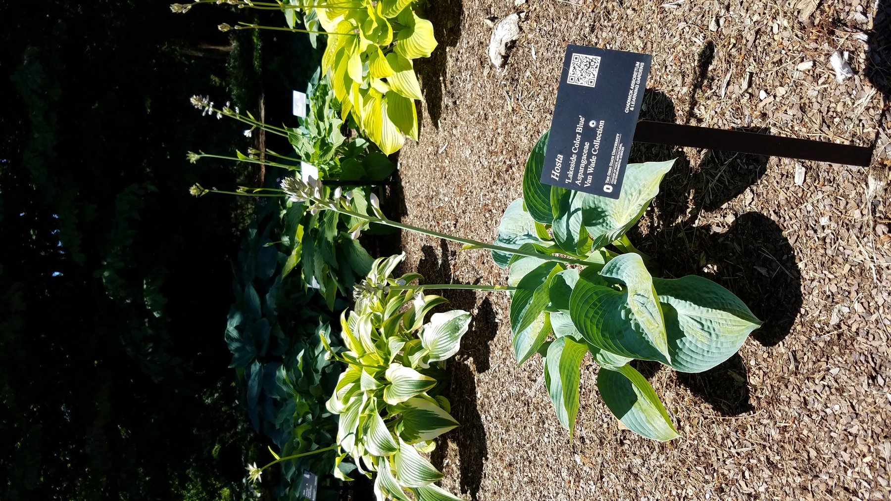 Hosta 'Lakeside Color Blue'