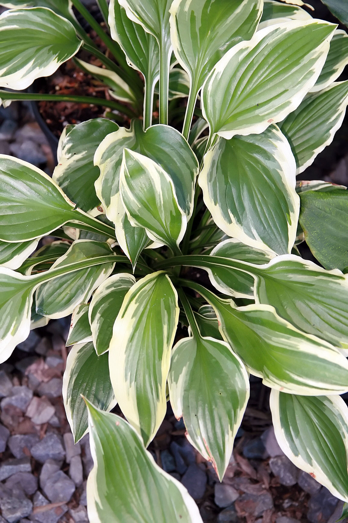 Photograph of Hosta 'Lakeside Kaleidoscope'