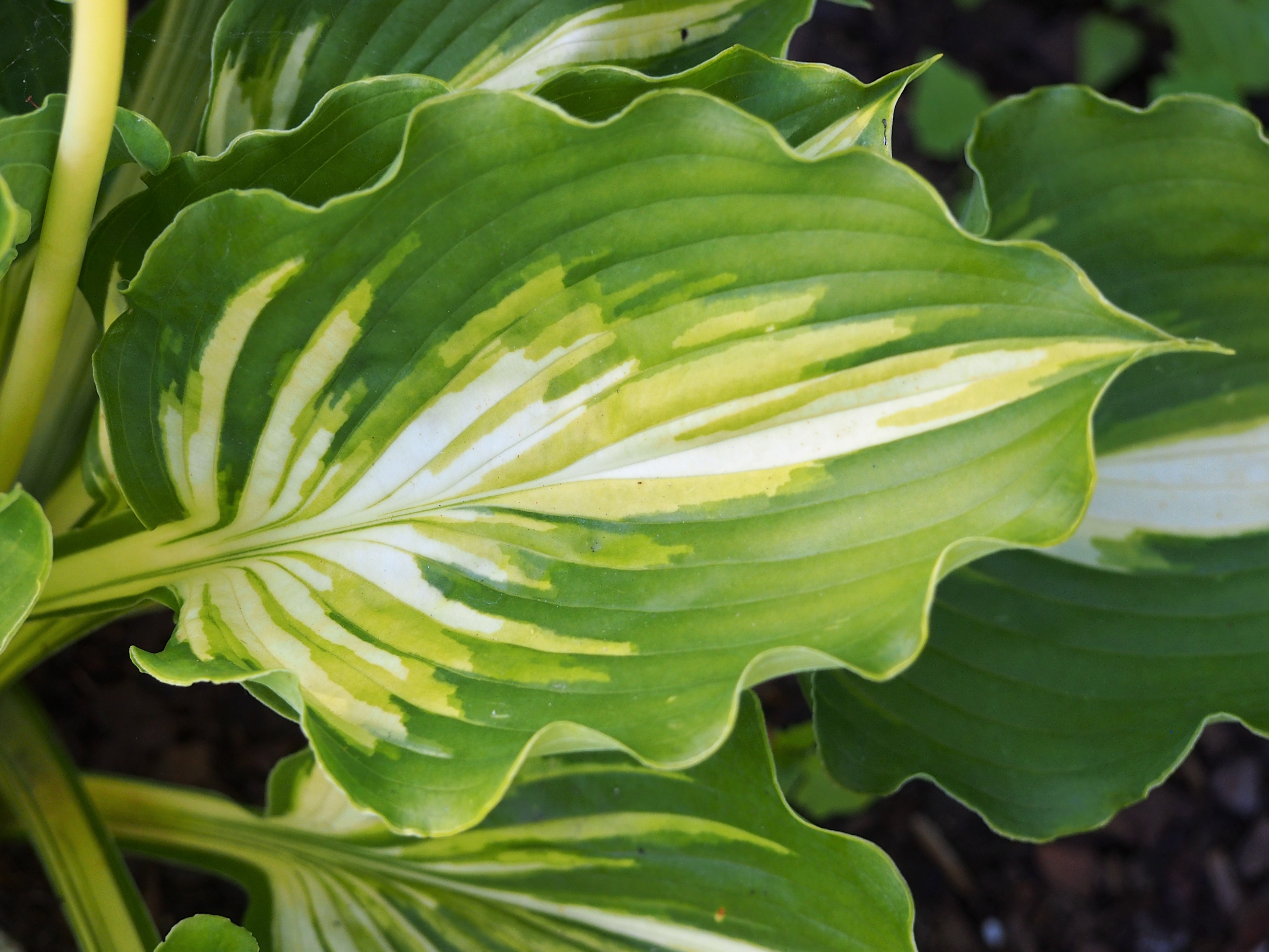 Hosta 'Lakeside Paisley Print'