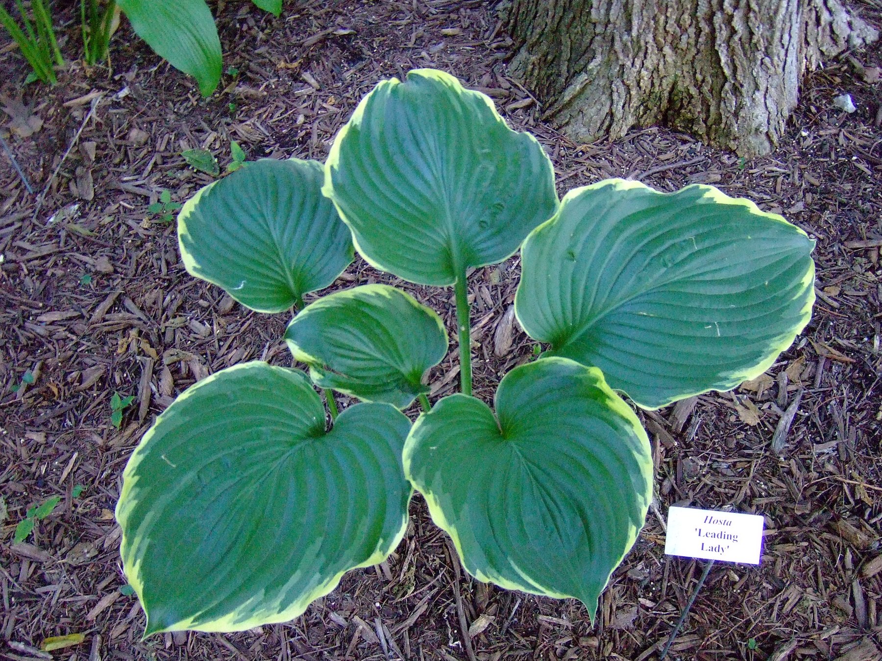 Photograph of Hosta 'Leading Lady'