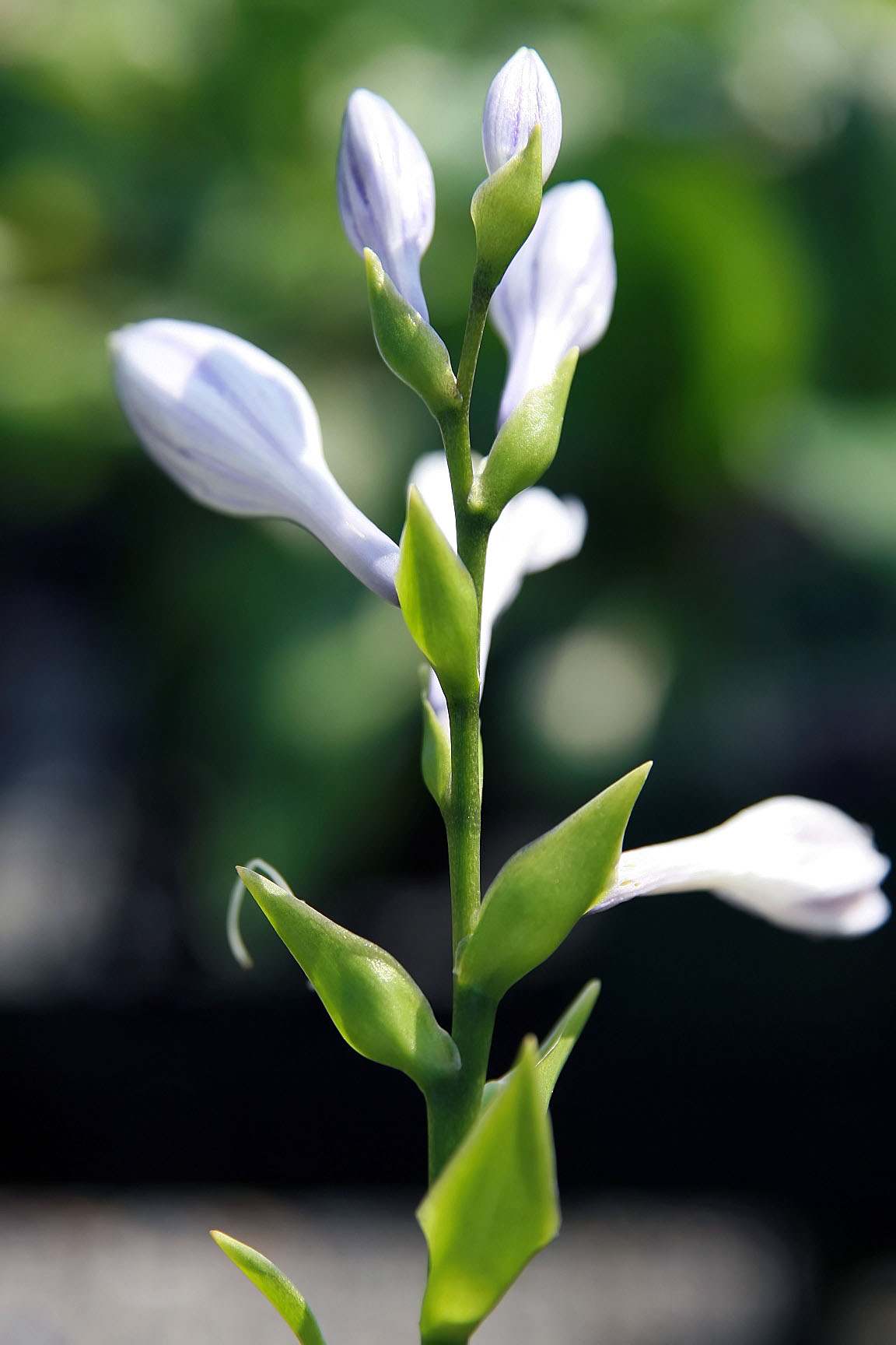 Photograph of Hosta 'Lederhosen'