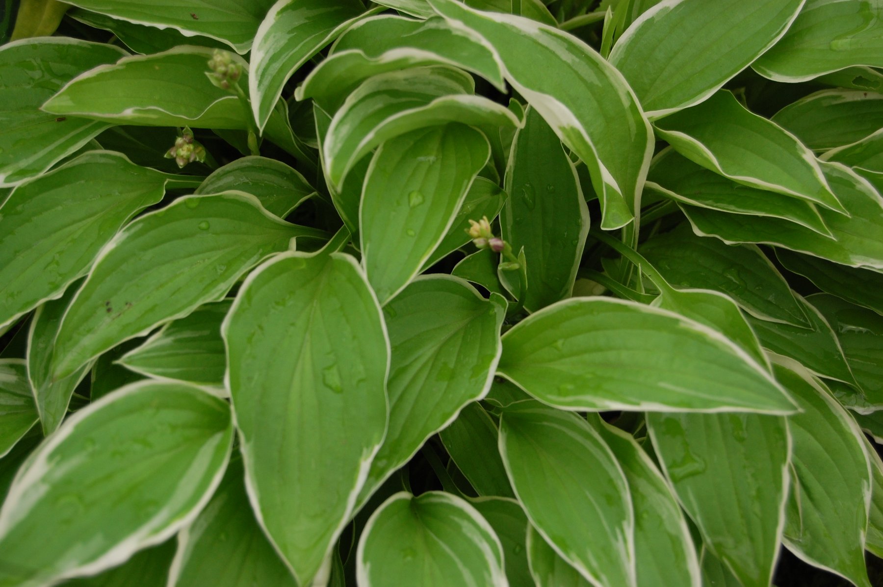 Hosta 'Lemon Ice'