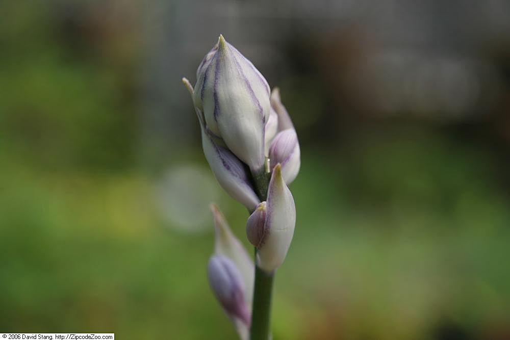 Hosta 'Liberty'