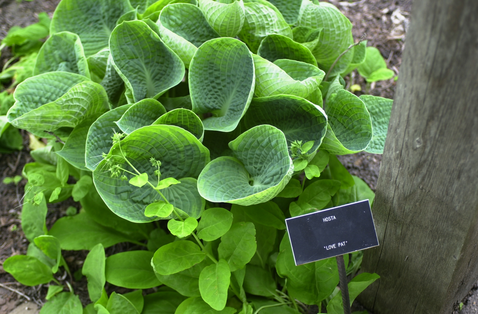 Hosta 'Love Pat'