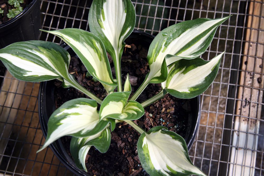 Photograph of Hosta 'Loyalist'