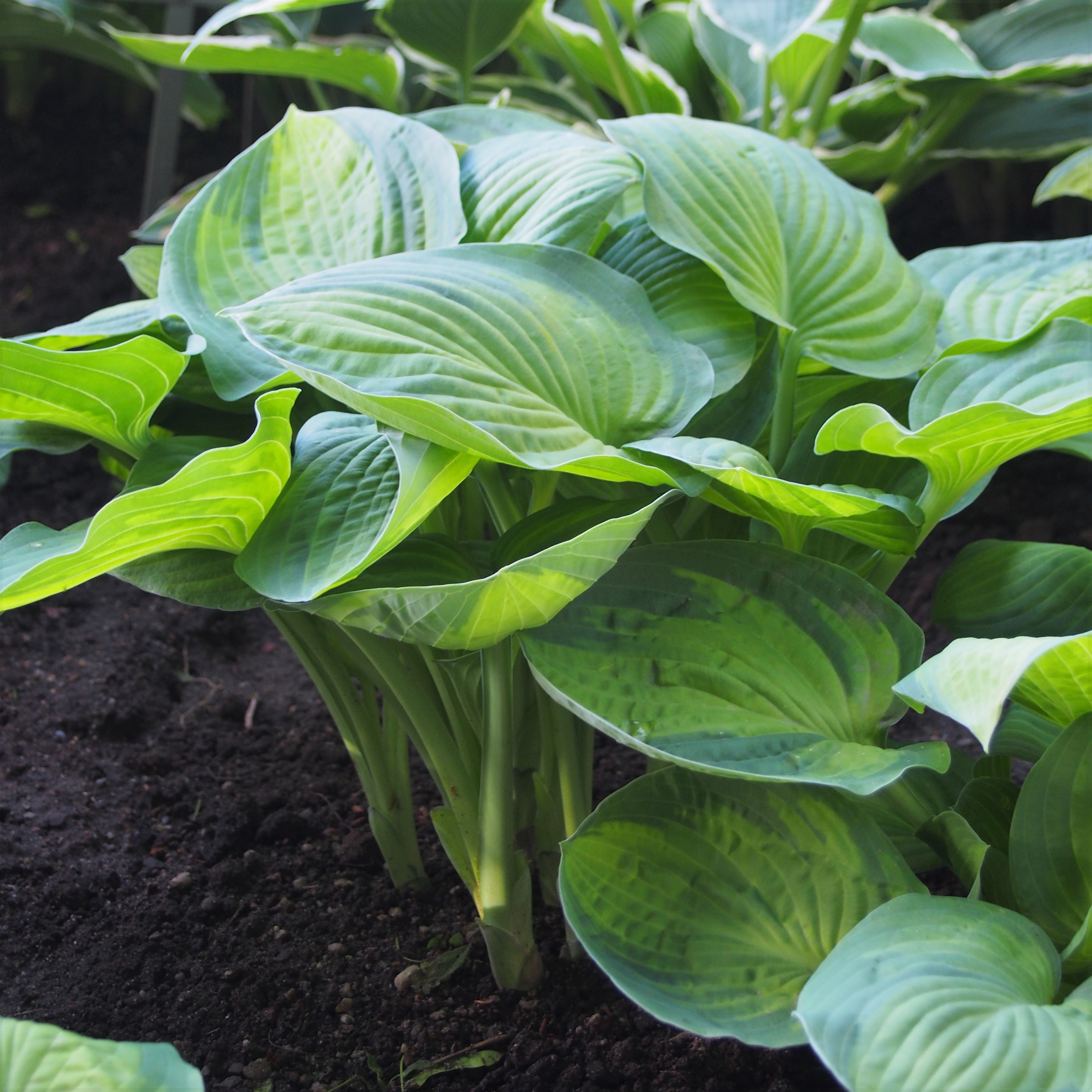 Hosta 'Lunar Orbit'