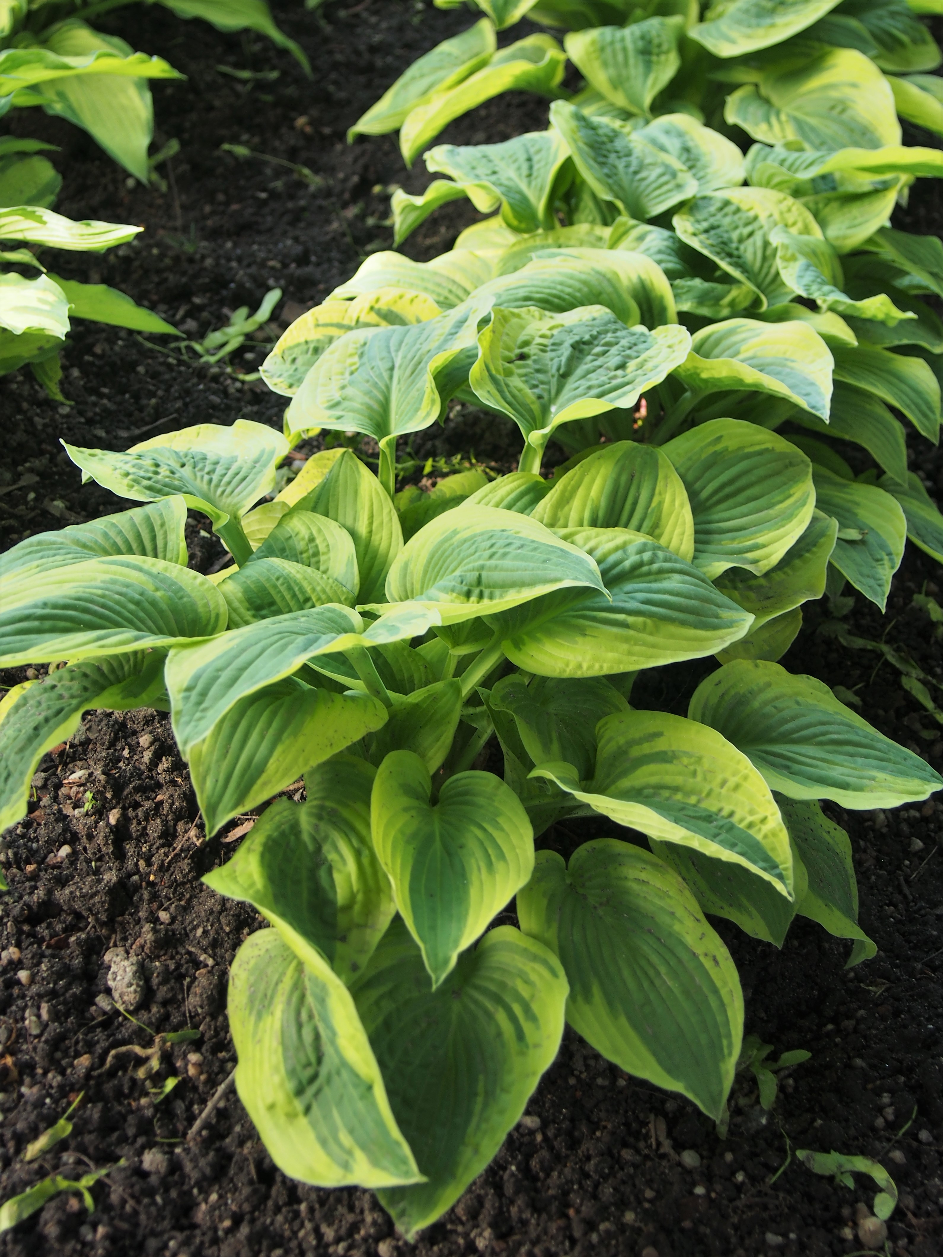 Photograph of Hosta 'Mama Mia'
