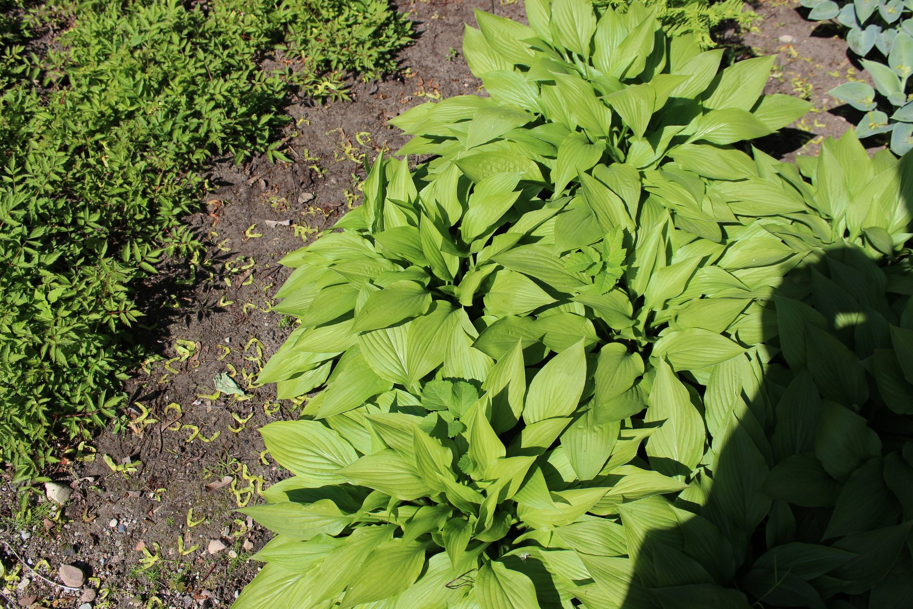 Photograph of Hosta 'Maraschino Cherry'