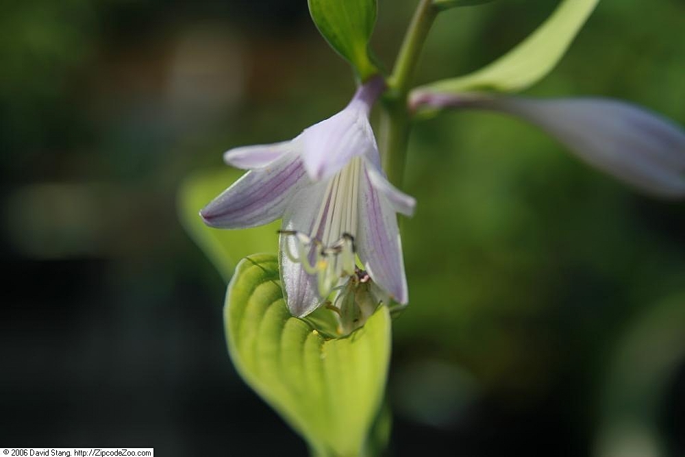 Hosta 'Mary Marie Ann'