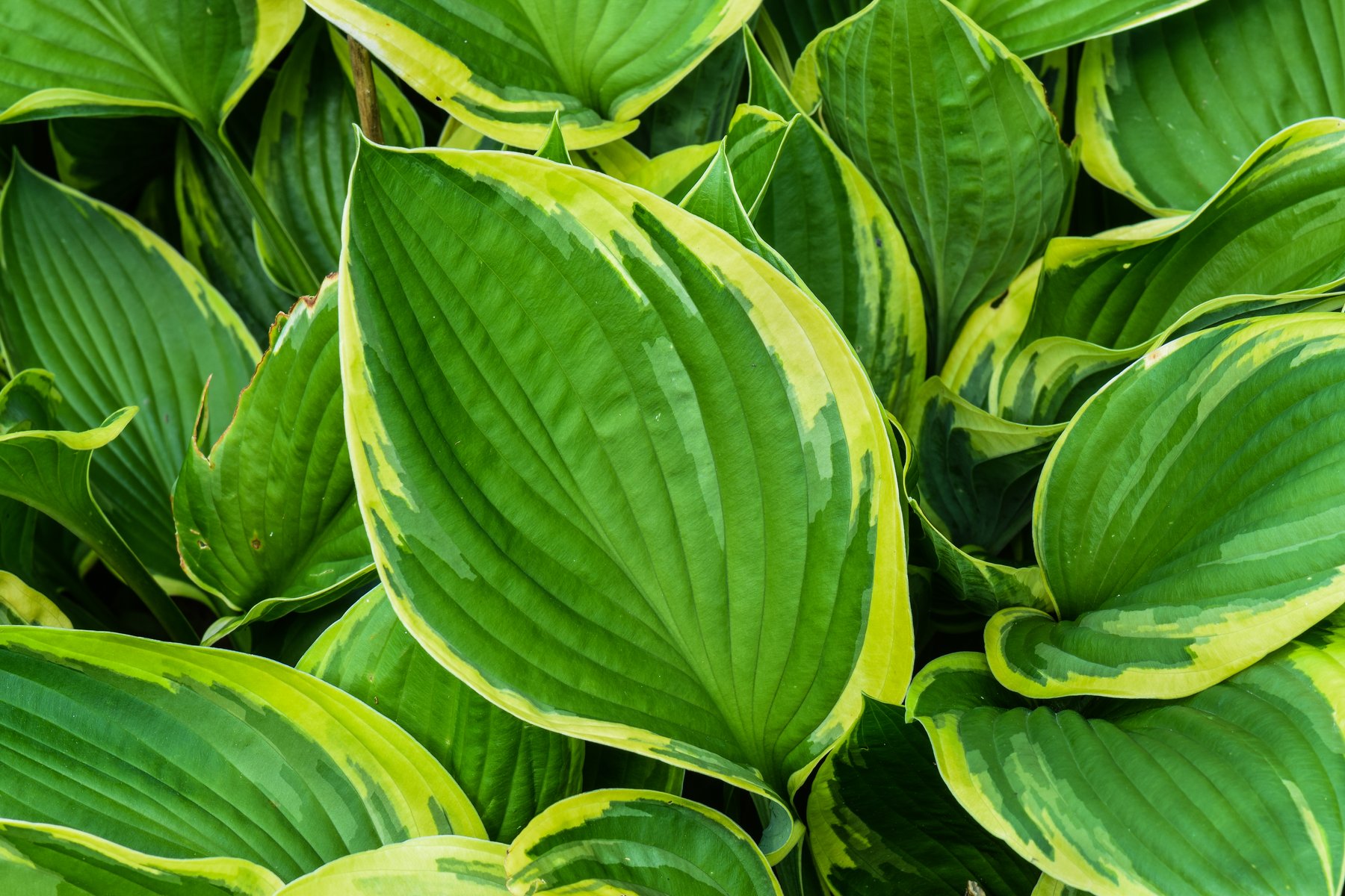 Hosta 'May'