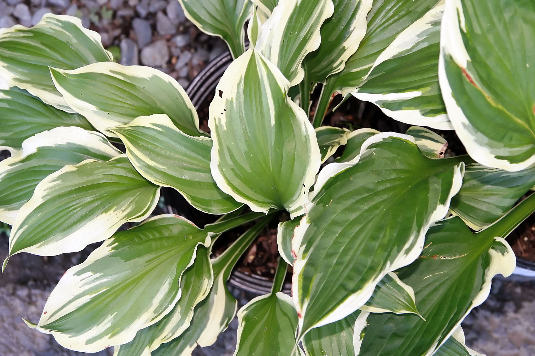 Hosta 'Minuteman'