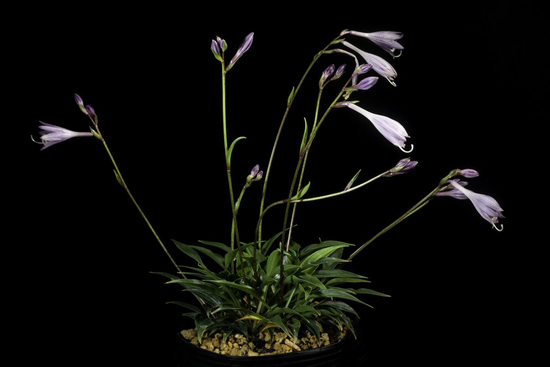 Hosta 'Miyazaki'
