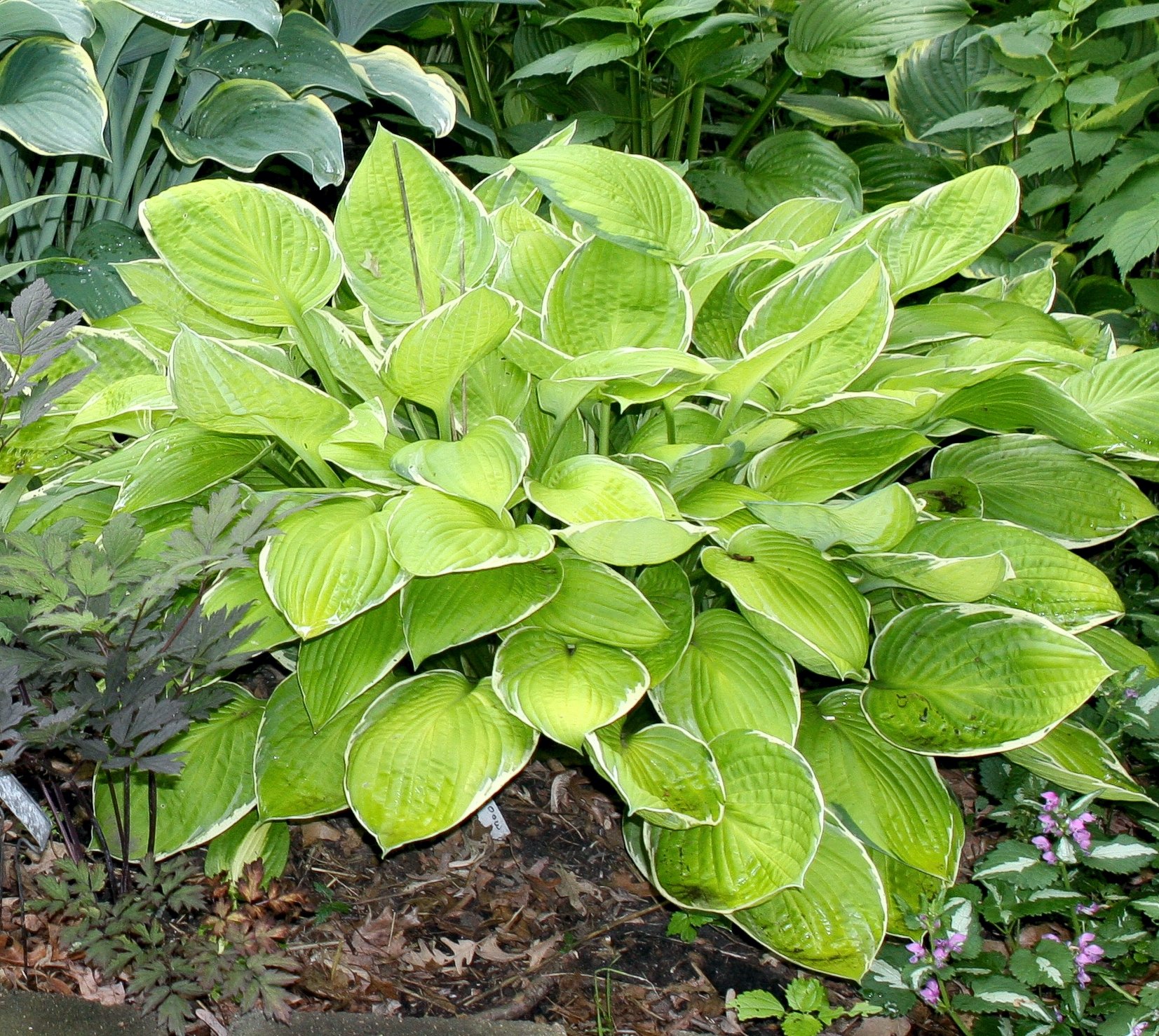 Hosta 'Moonlight'