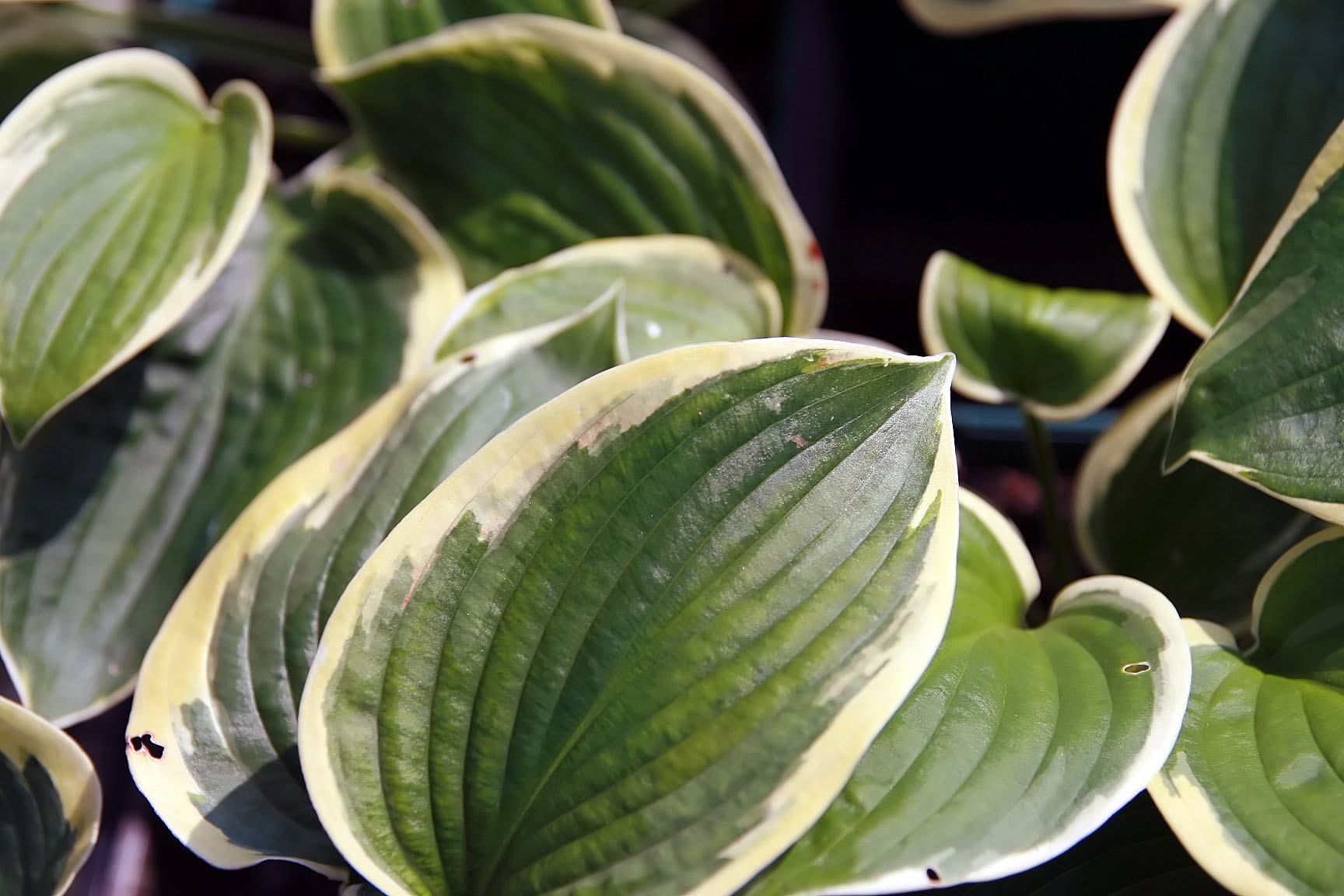 Hosta 'Mount Tom'