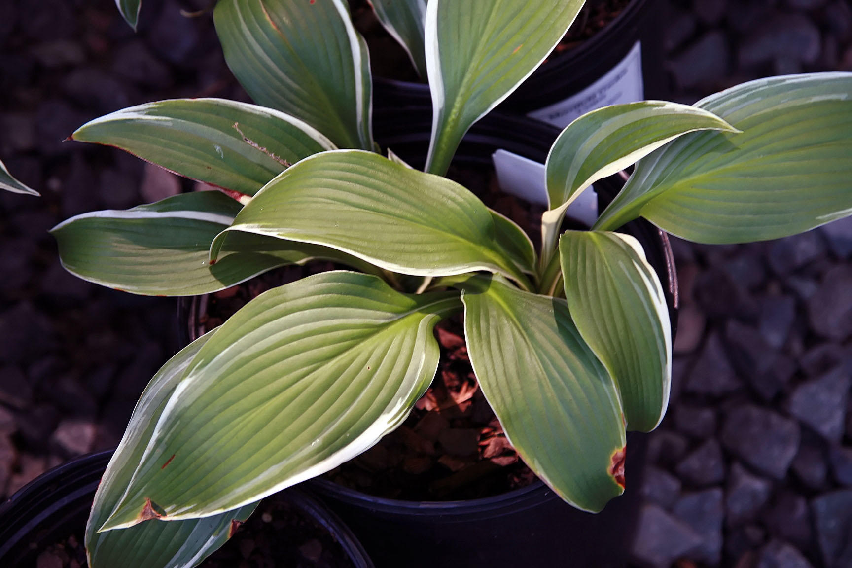 Hosta 'Mountain Snow'
