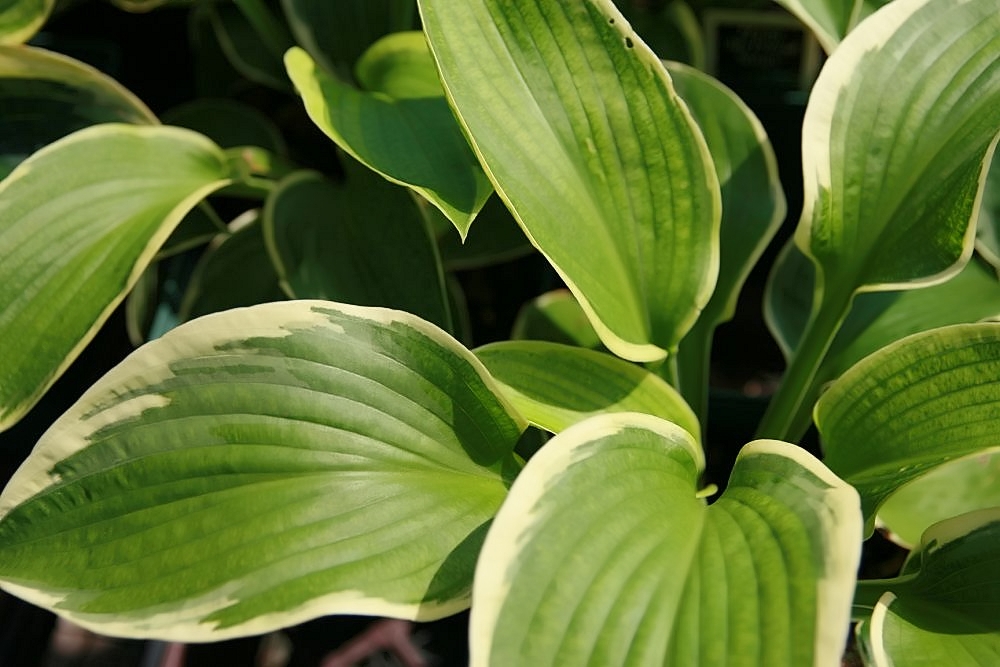 Hosta 'Nancy'