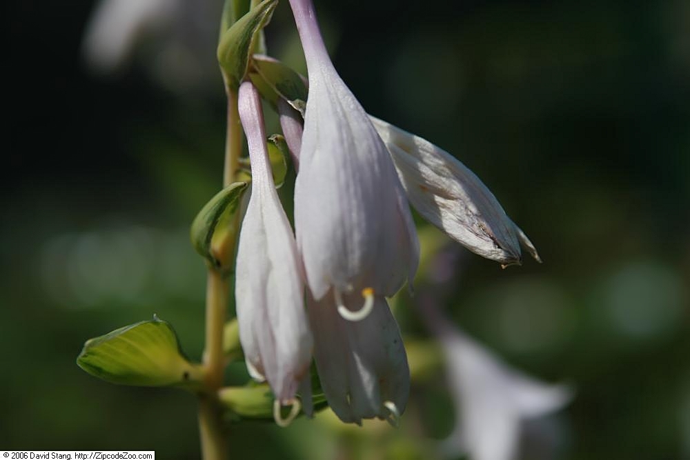 Hosta 'Night before Christmas'
