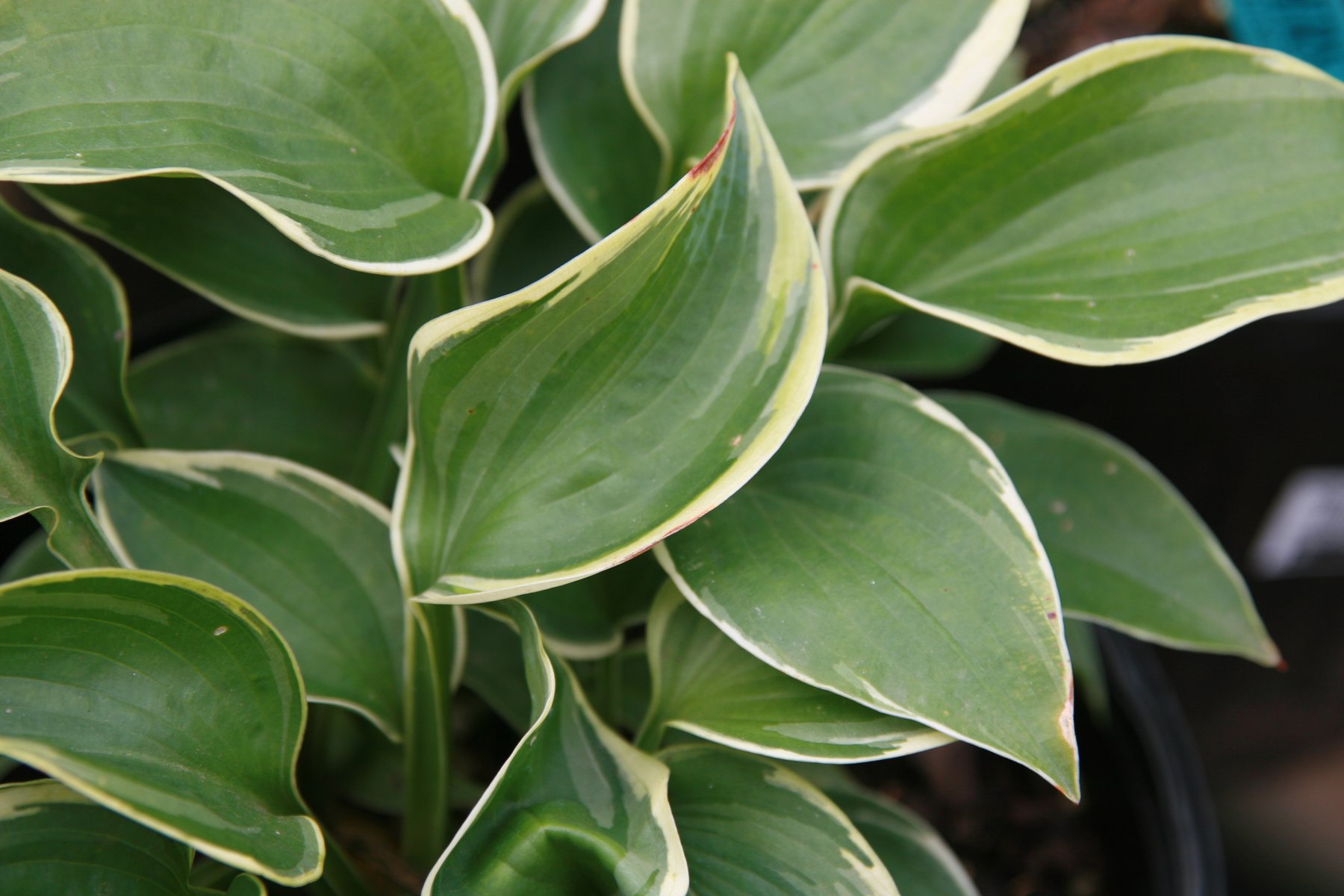 Hosta 'Northern Exposure'