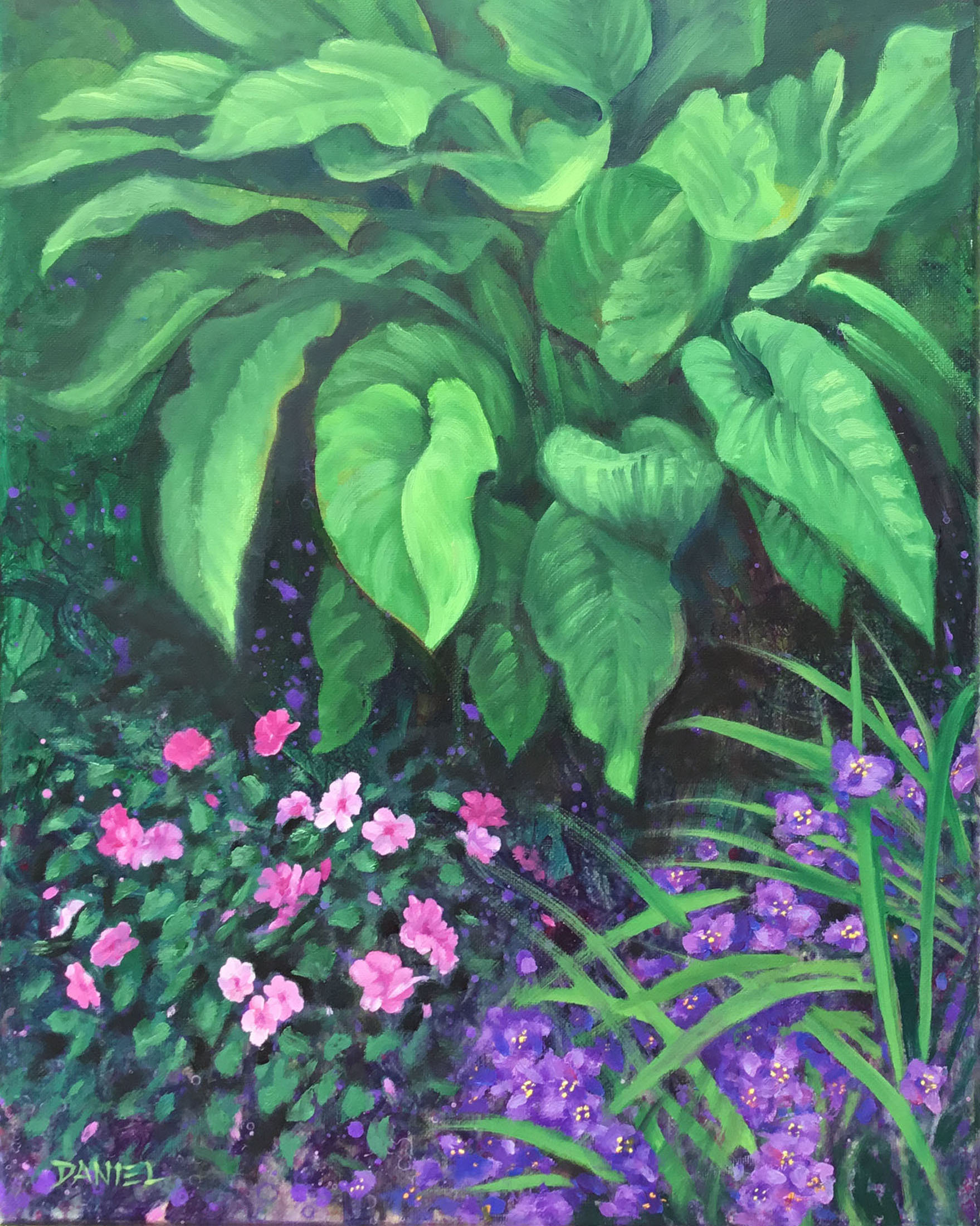 Photograph of Hosta 'Oil Paint'