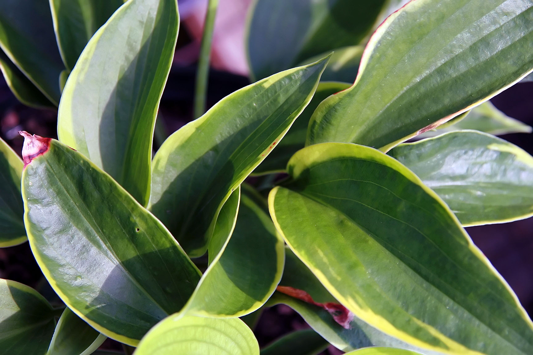 Hosta 'Olive Bailey Langdon'