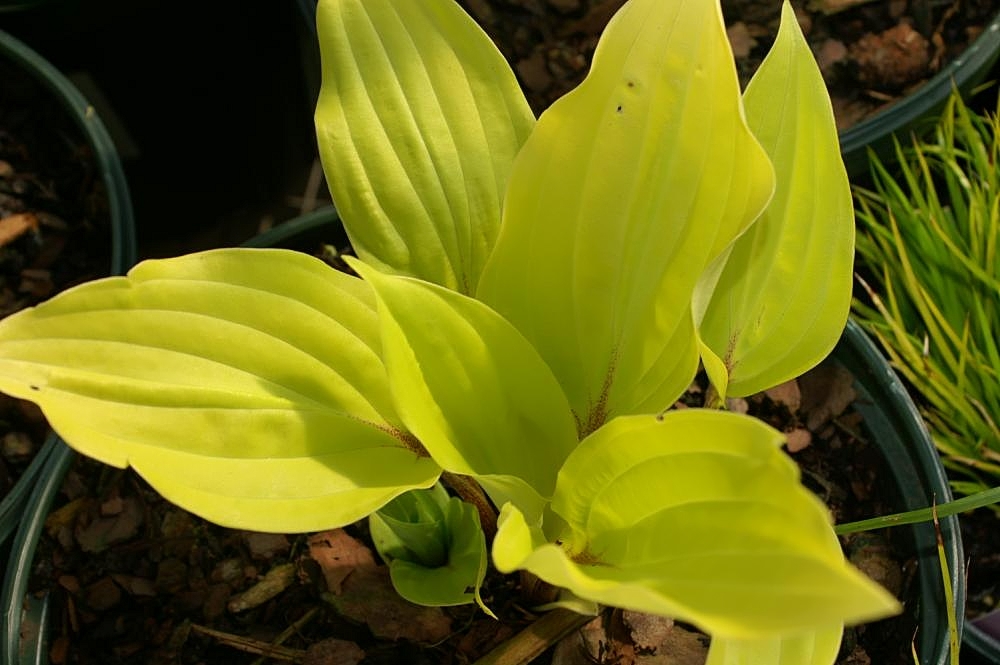 Hosta 'On Fire'