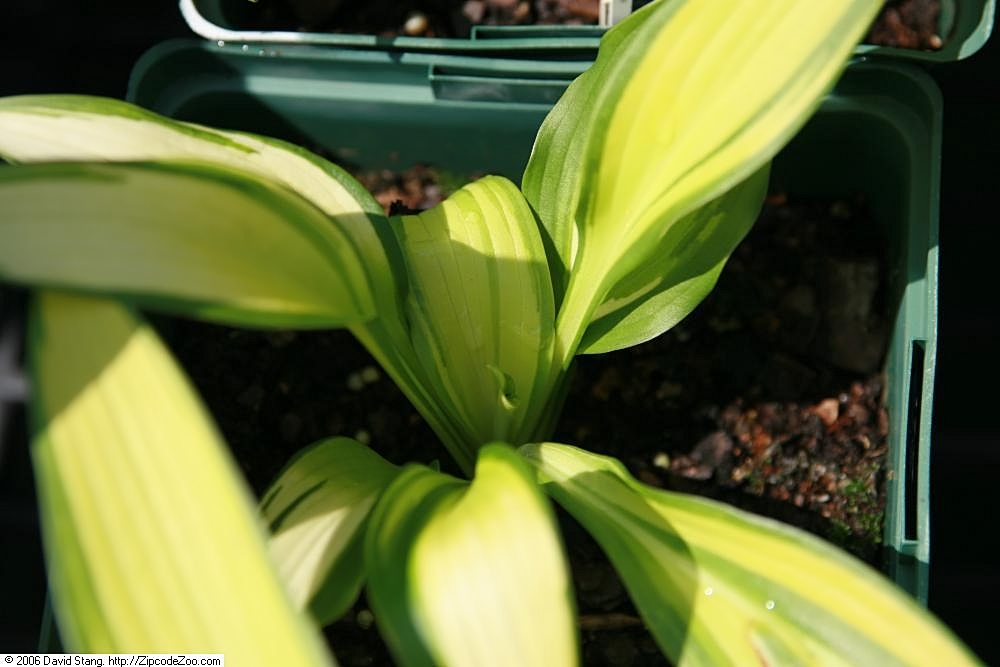 Hosta 'On Stage'