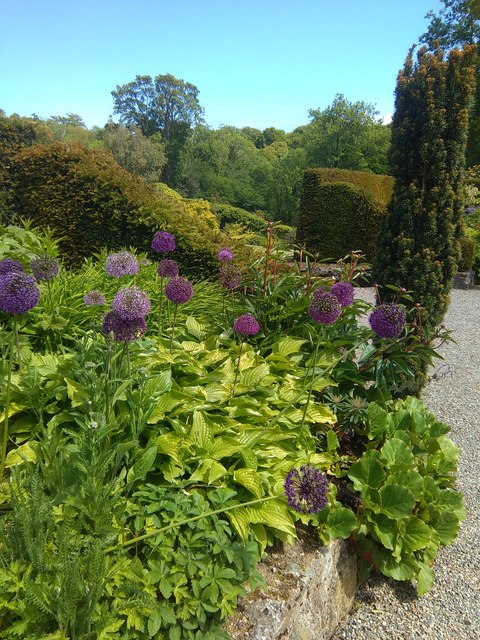 Photograph of Hosta 'On the Border'