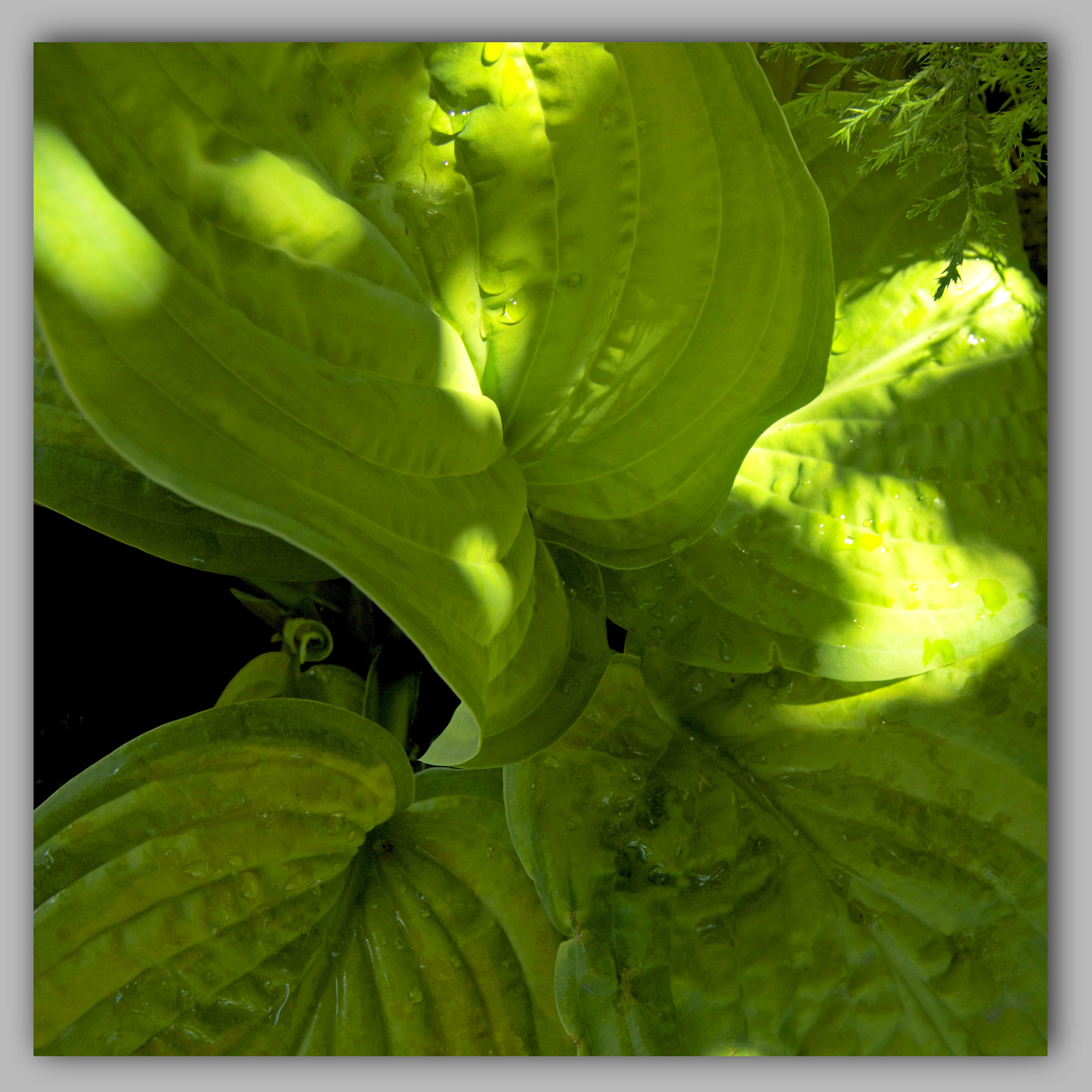 Photograph of Hosta 'On the Marc'