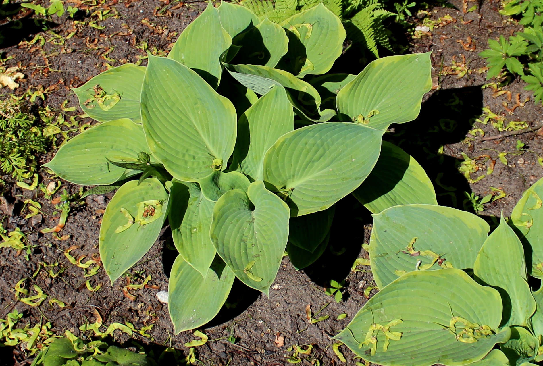 Photograph of Hosta 'Opipara'