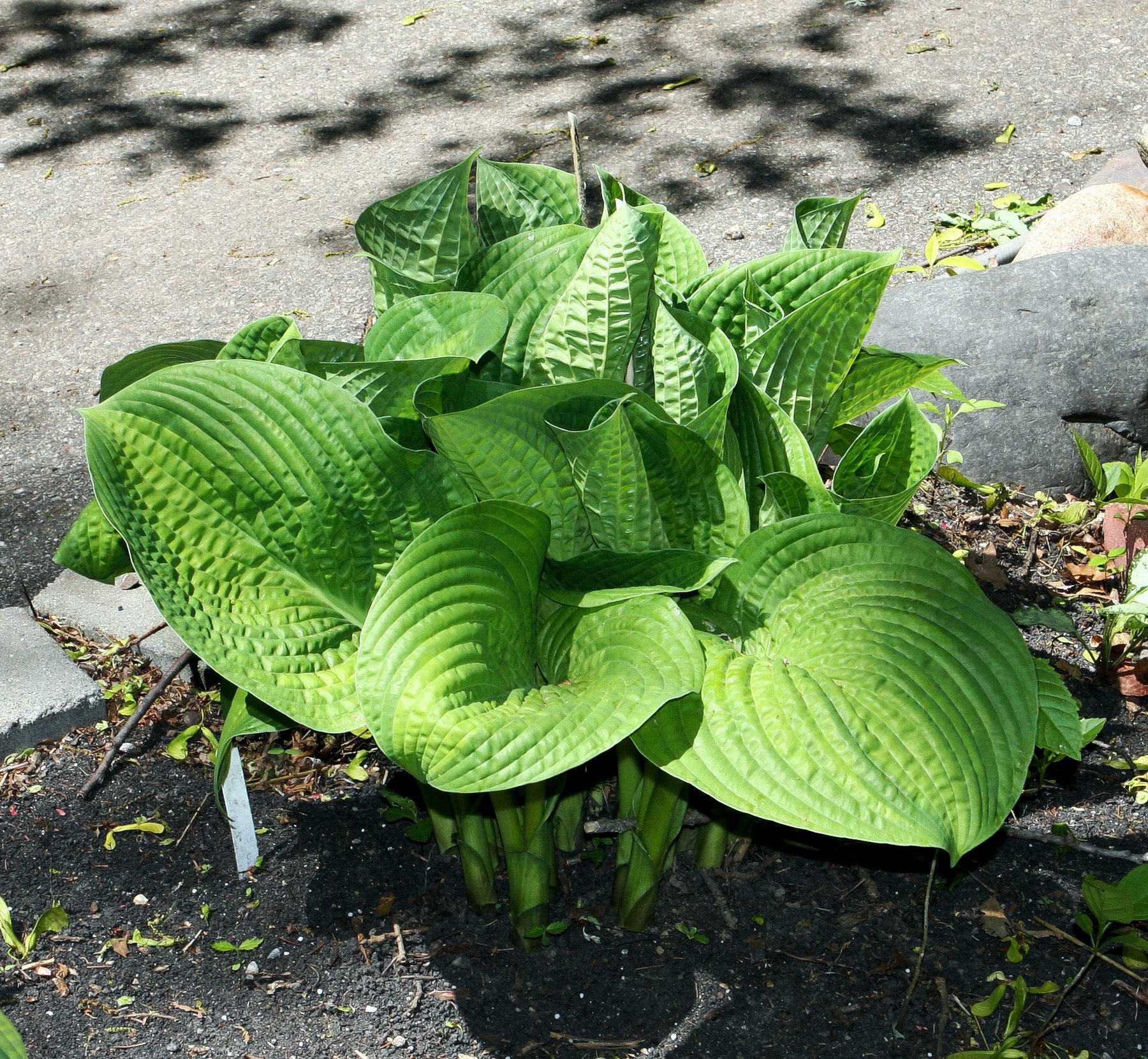 Hosta 'Paradigm'
