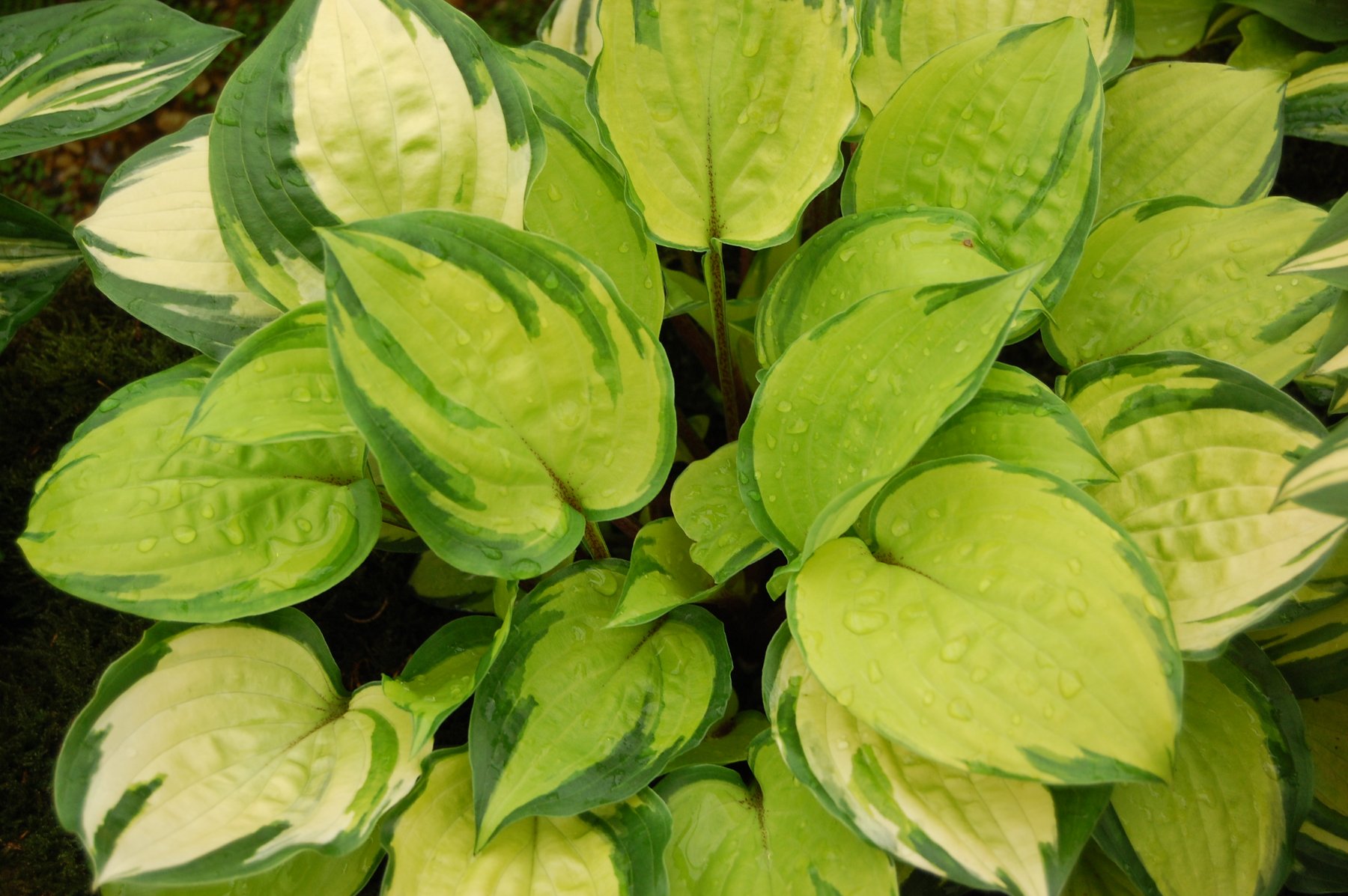 Photograph of Hosta 'Paradise Island'