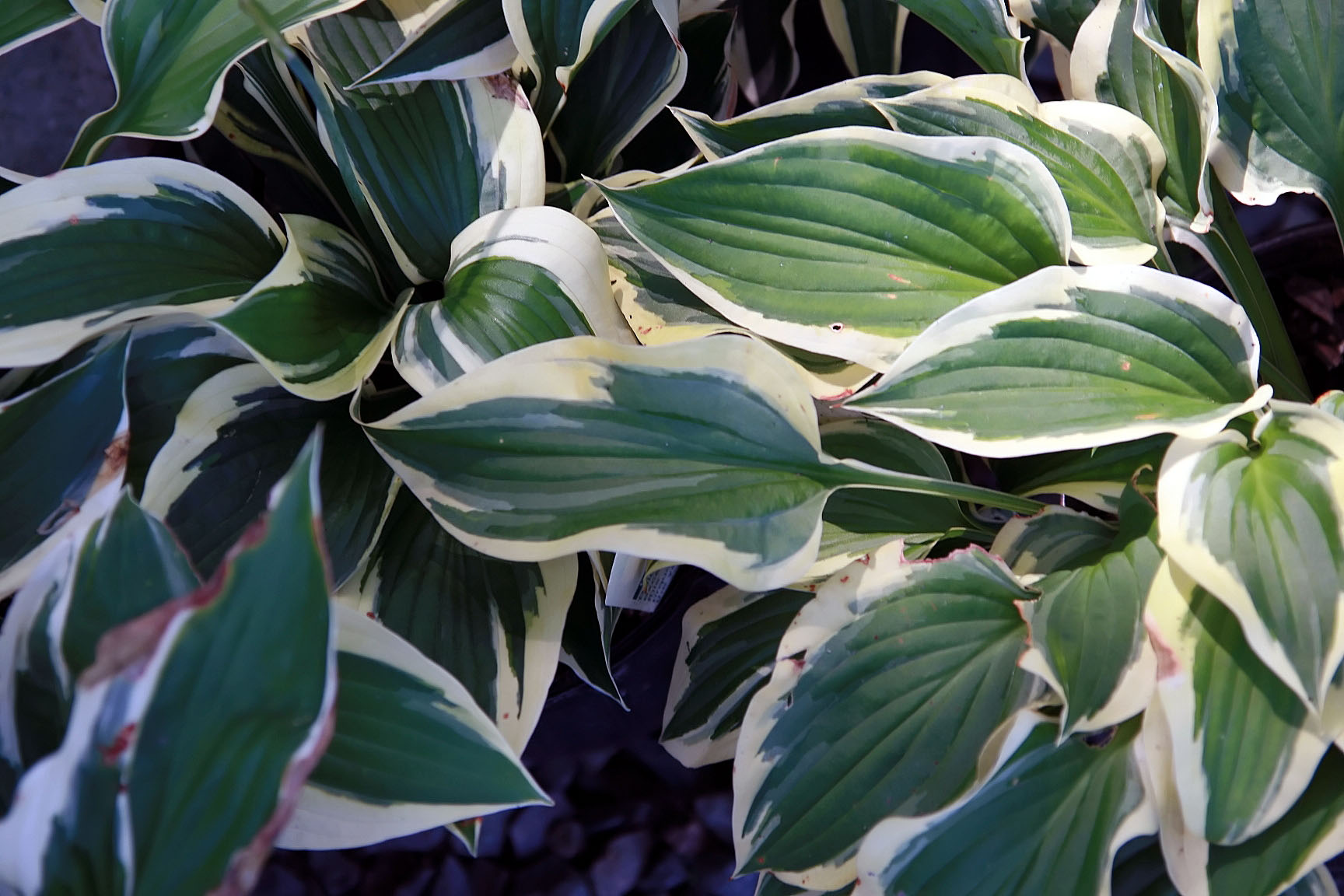 Hosta 'Patriot'