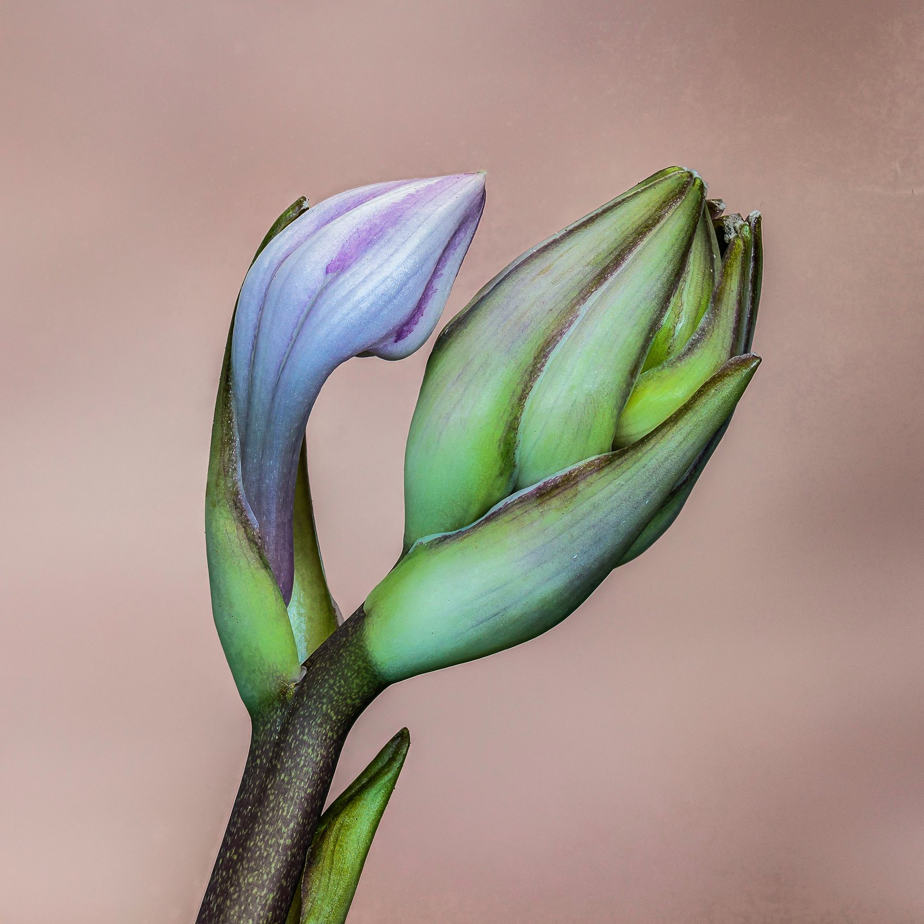 Photograph of Hosta 'Pay Day'