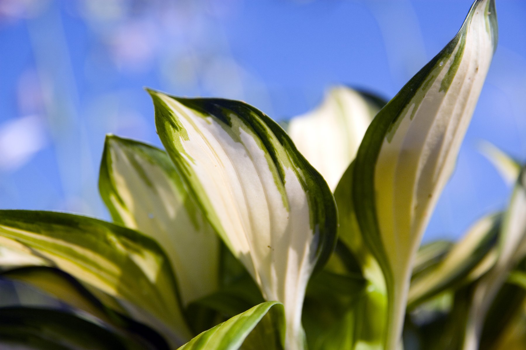 Photograph of Hosta 'Peppermint Ice'